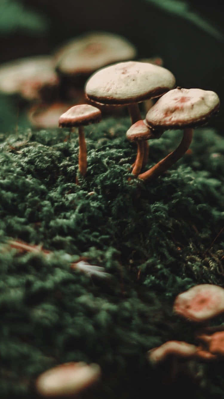 Mushroom Aesthetic 桌布 壁紙 — 帶有斑點帽的小蘑菇從茂密的綠色苔蘚中冒出，背景是柔焦的森林地面。