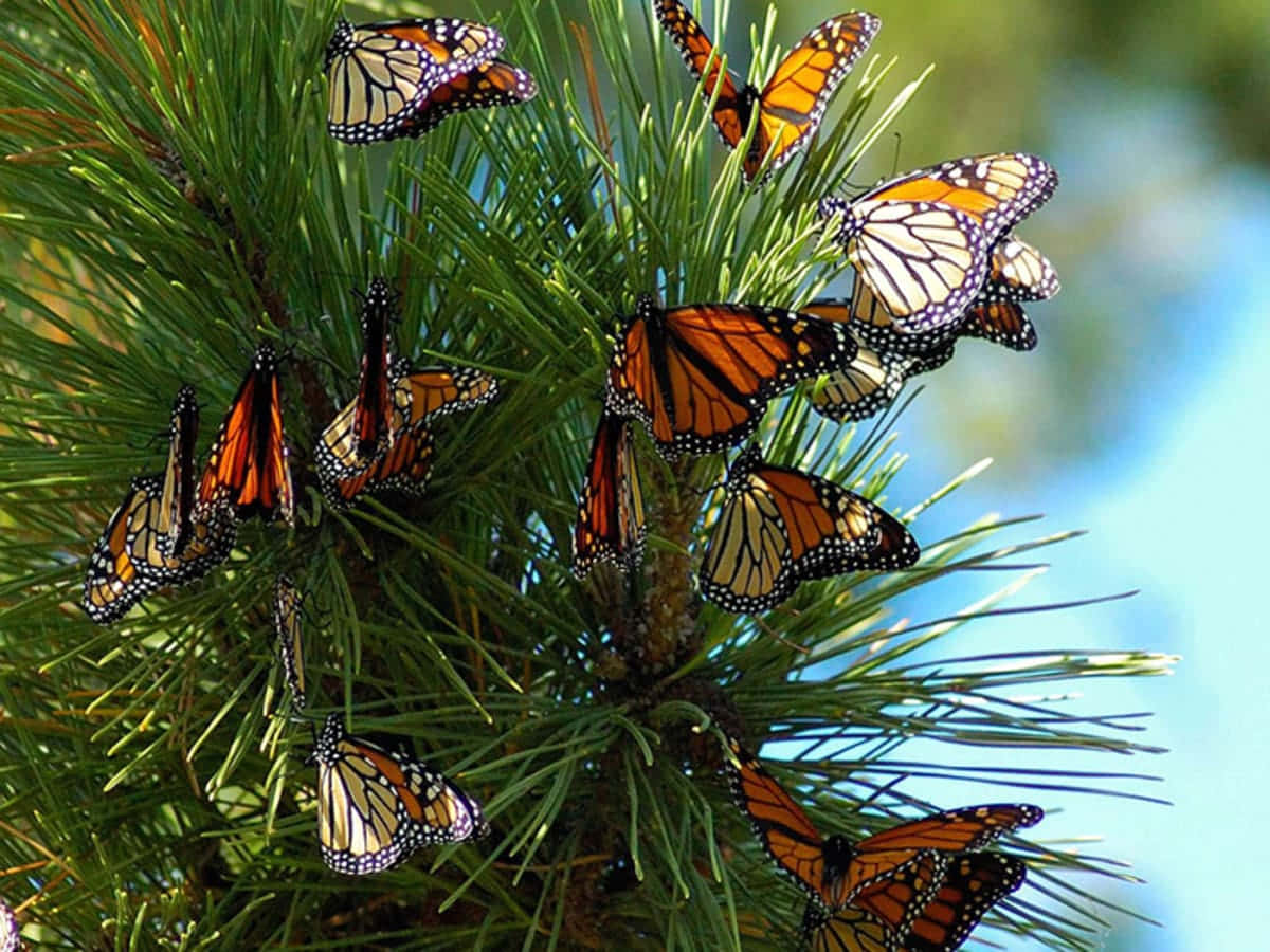 Butterfly Migration 桌布 壁紙 — 帶有橙色、黑色和白色翅膀的帝王蝶聚集在鮮綠色的松針上，背景是柔和的藍天。
