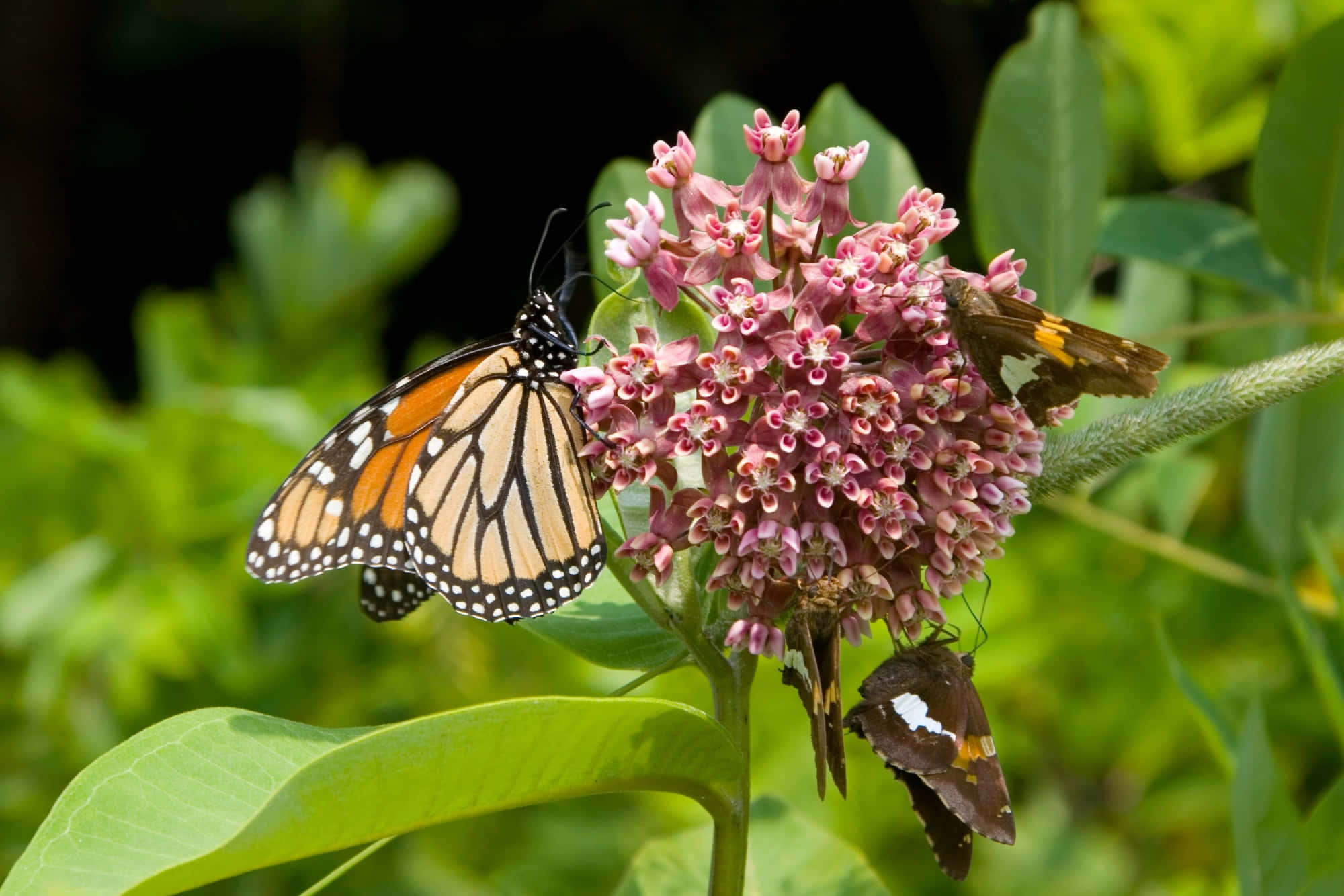 Milkweed 桌布 壁紙 — 帶有橙色、黑色和白色翅膀的帝王蝶棲息在一簇粉紅色馬利筋花上，周圍環繞著茂盛的綠葉。