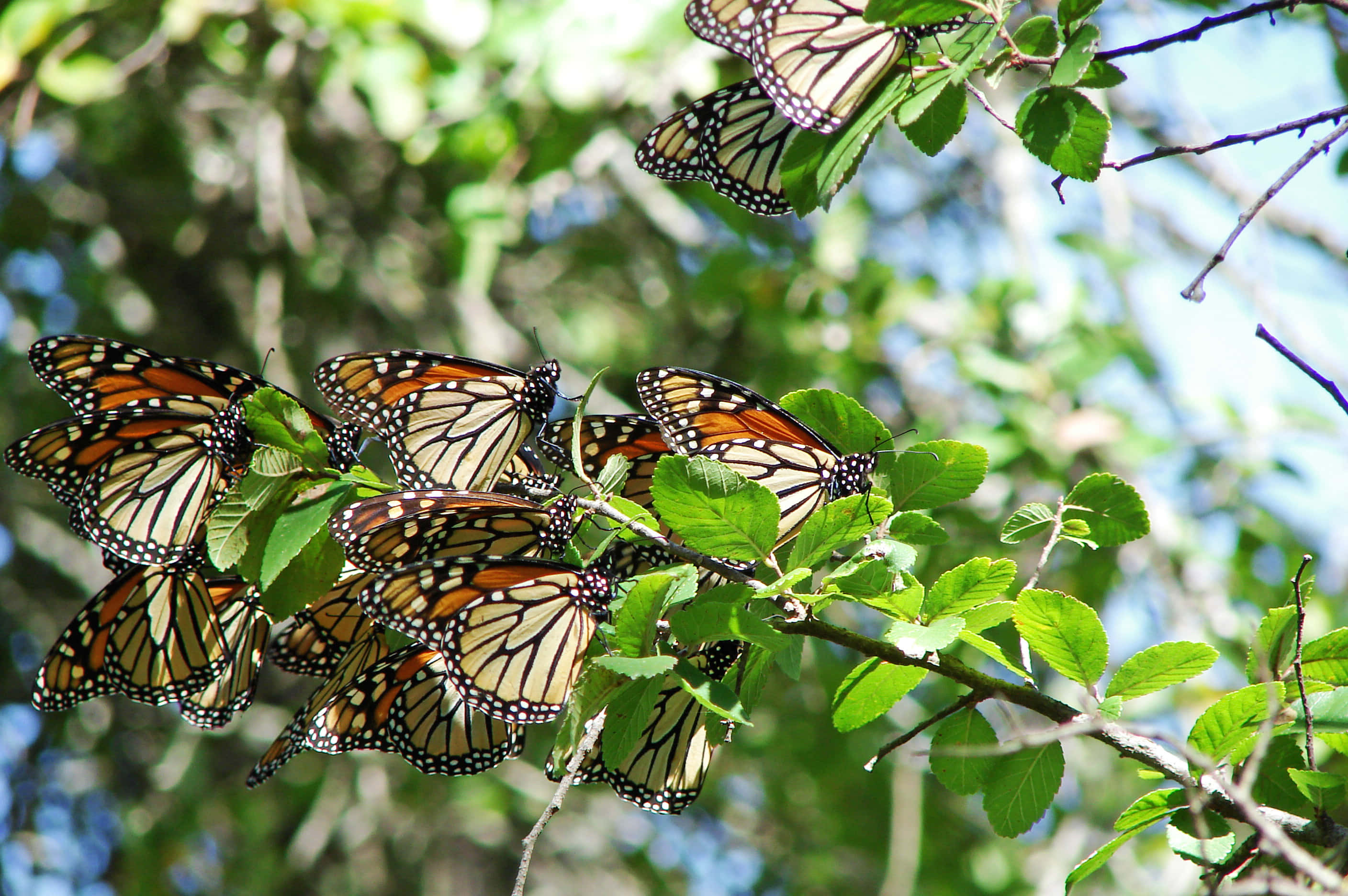 Butterfly Migration 桌布 壁紙 — 帶有橙色、黑色和白色翅膀的帝王蝶聚集在鮮綠色的葉子上，背景是柔和的藍天。