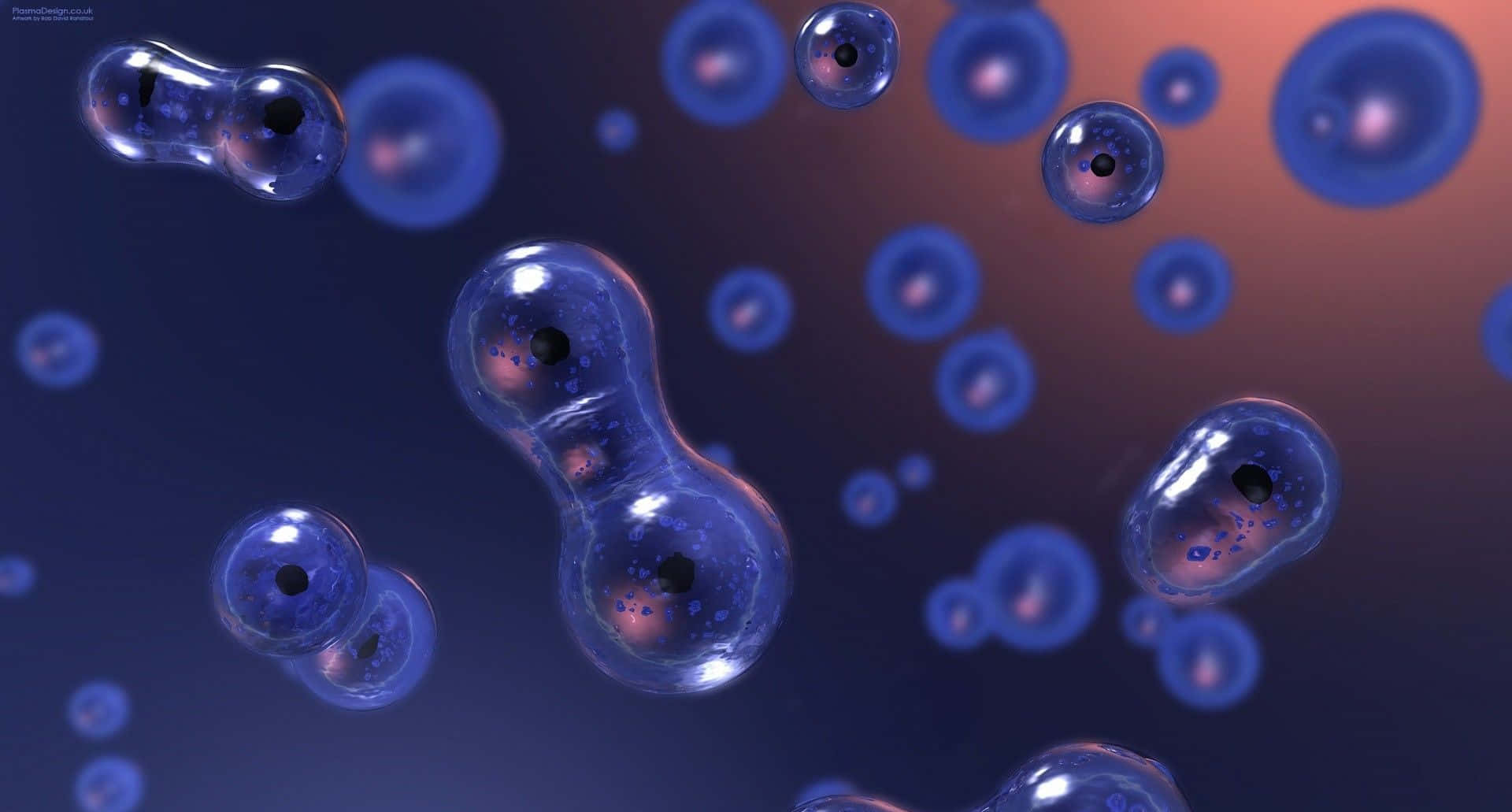 biology 桌布 壁紙 — 帶有深色細胞核的浮動半透明藍色細胞，在深藍色到暖橙色的漸變中漂流。