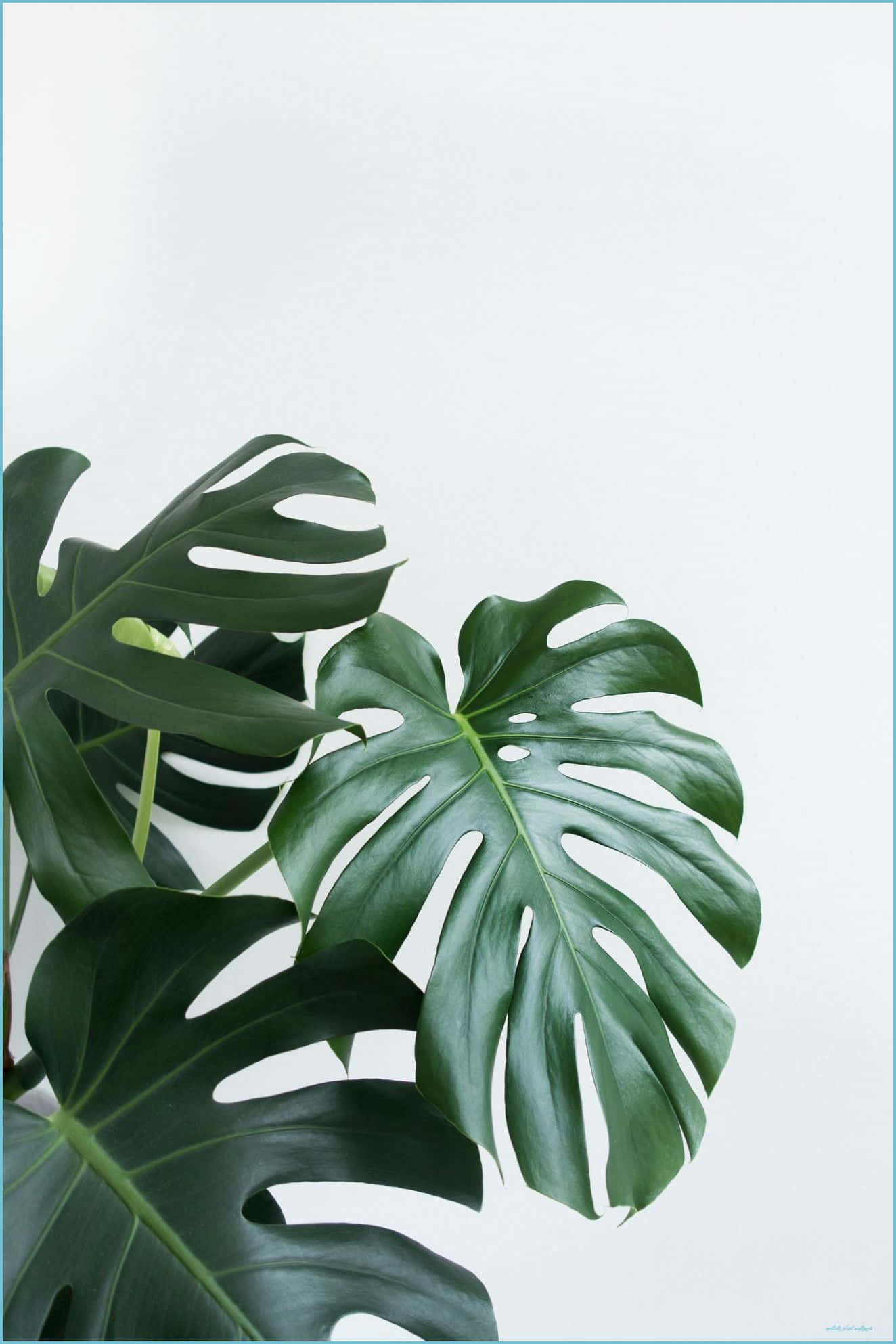 Plant Aesthetic 桌布 壁紙 — 帶有深裂紋和孔洞的大型光澤龜背竹葉片，倚靠在潔白的背景上。