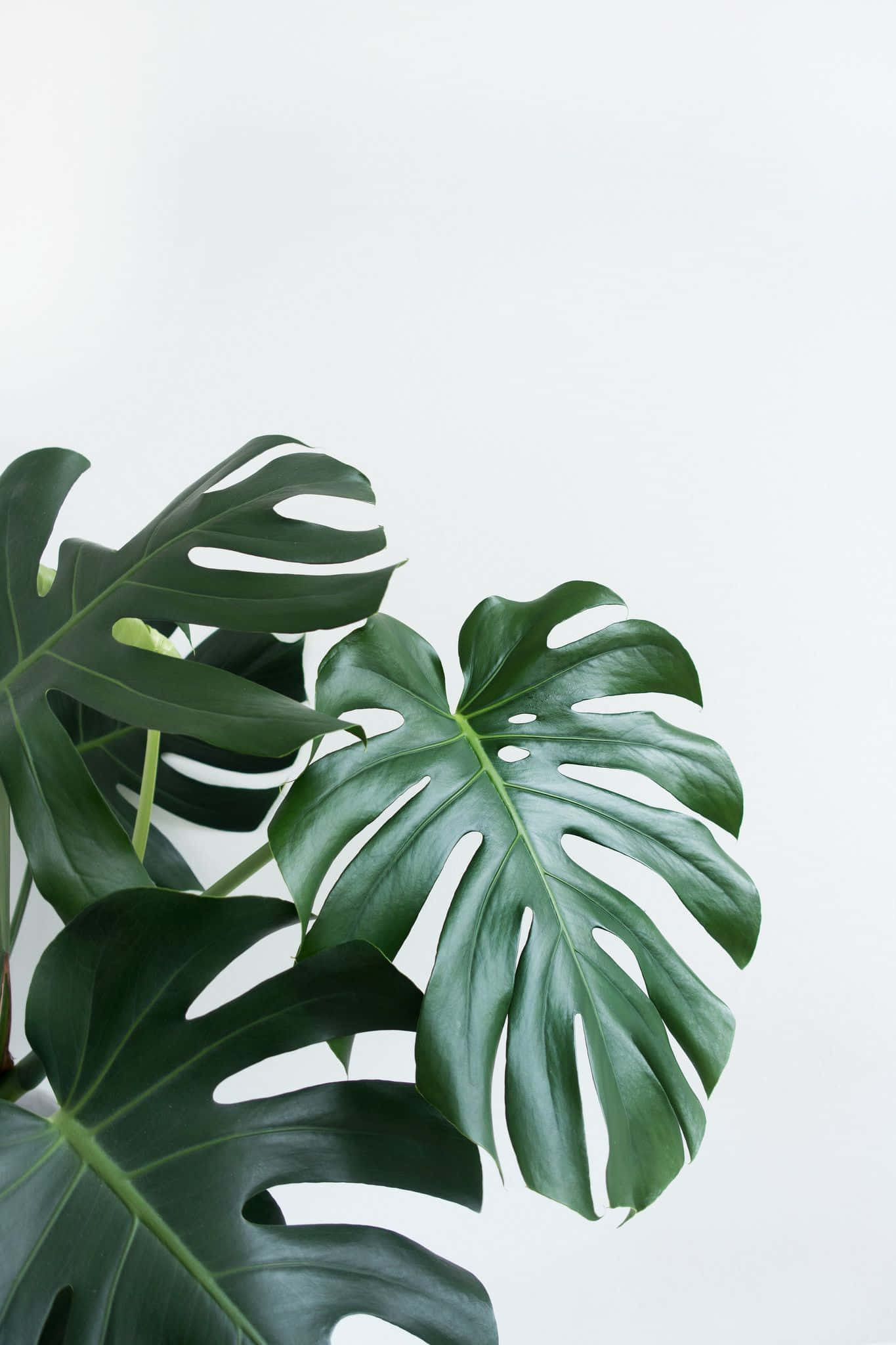 Minimalist Plant 桌布 壁紙 — 帶有深裂縫和孔洞的大型光澤龜背竹葉片靠在乾淨的白色背景上。