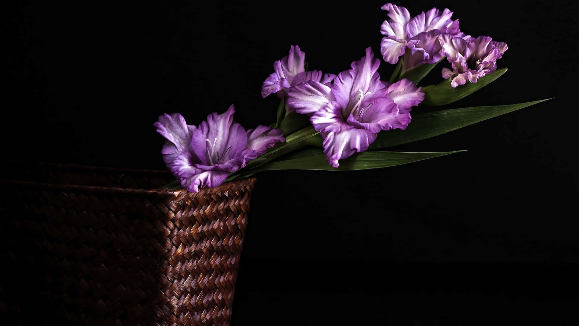 Purple Flowers 桌布 壁紙 — 帶有白色條紋的鮮豔紫色劍蘭花朵從編織籃中冒出，襯托著純黑色背景。