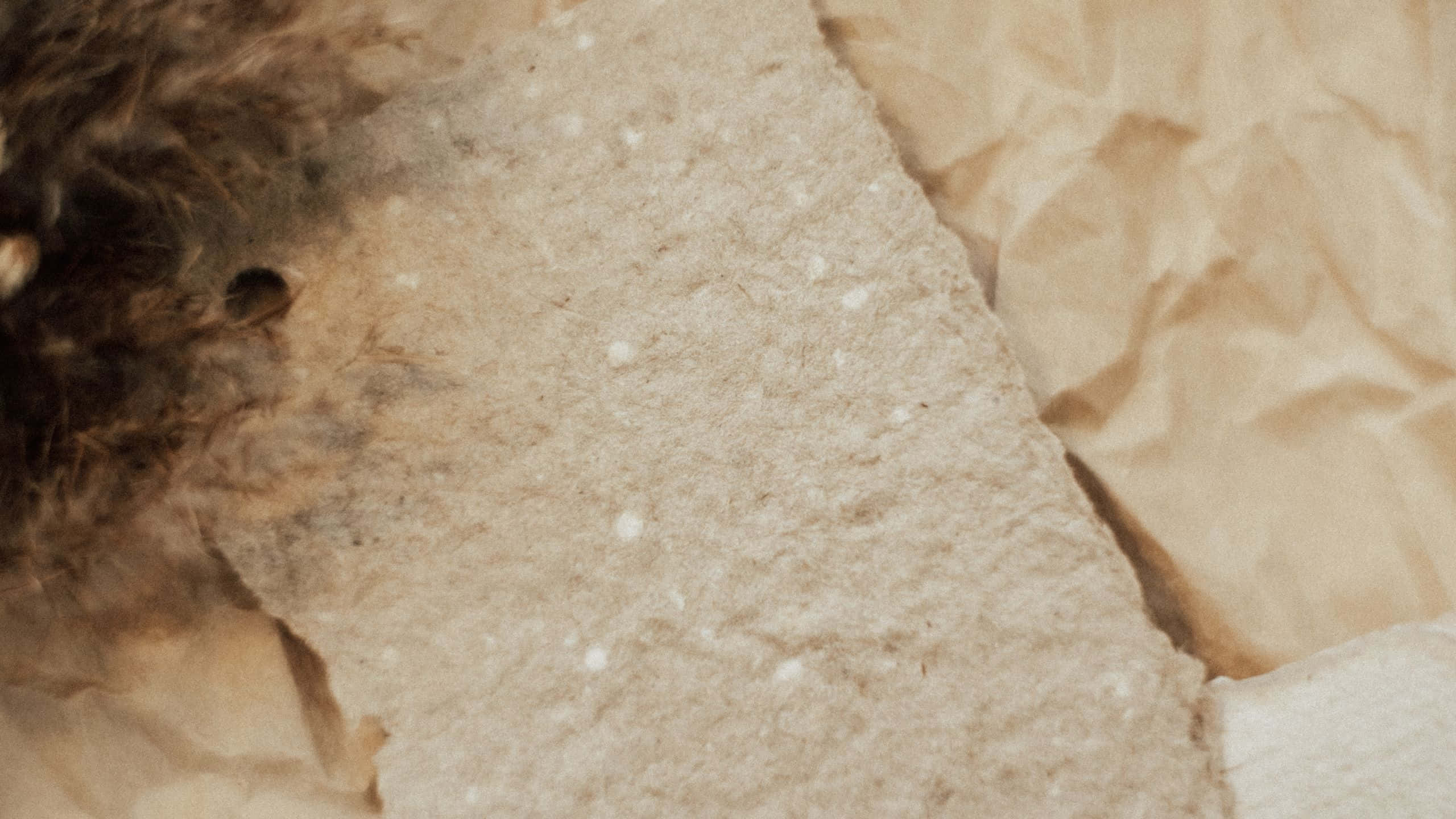 復古美學 桌布 壁紙 — 帶有皺褶邊緣和旁邊柔軟棕色毛皮的紋理米色紙張特寫。
