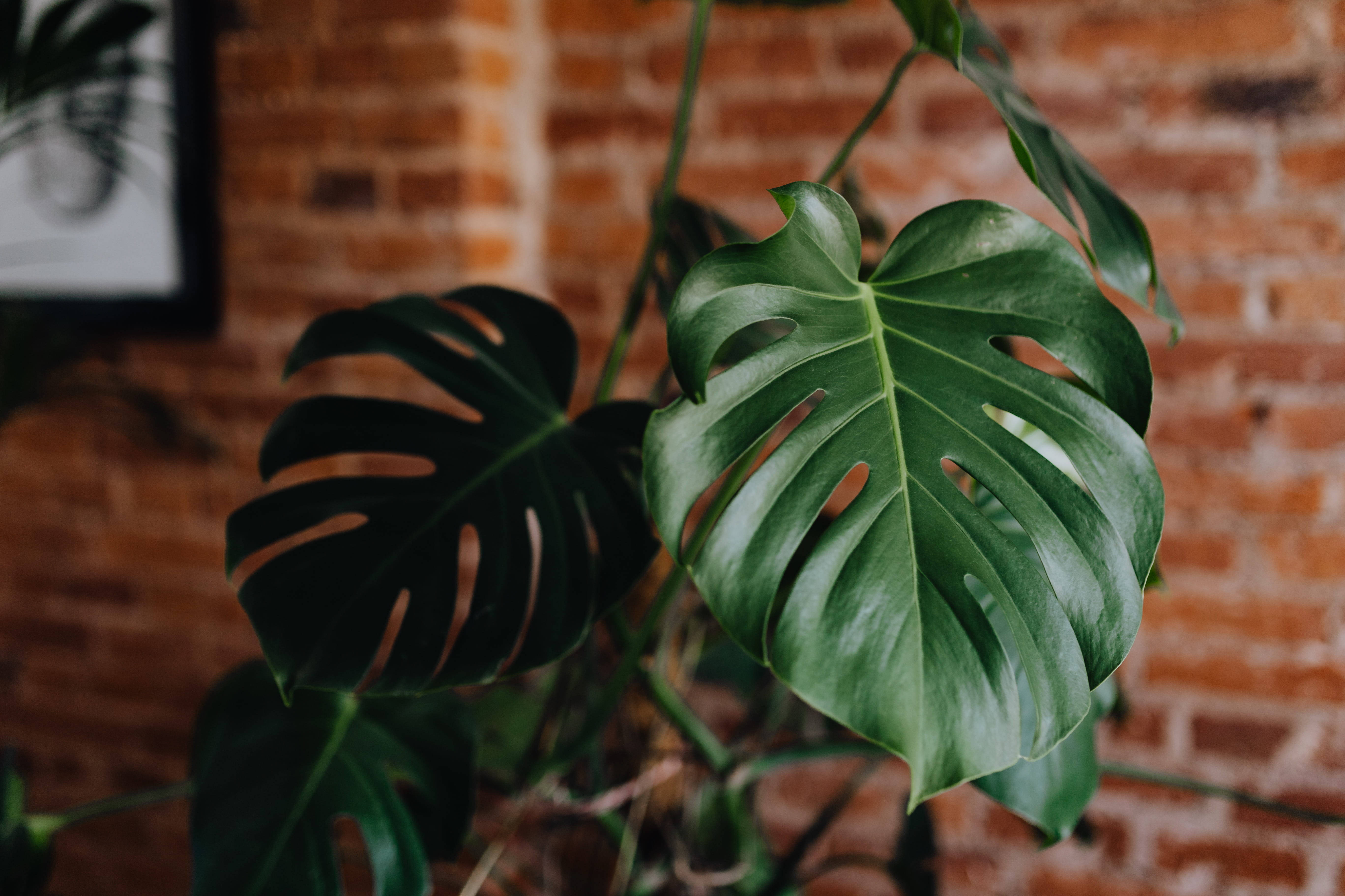 Plant Aesthetic 桌布 壁紙 — 帶有自然孔洞的大型光澤龜背竹葉，在柔和焦點中襯托著溫暖質感的磚牆。