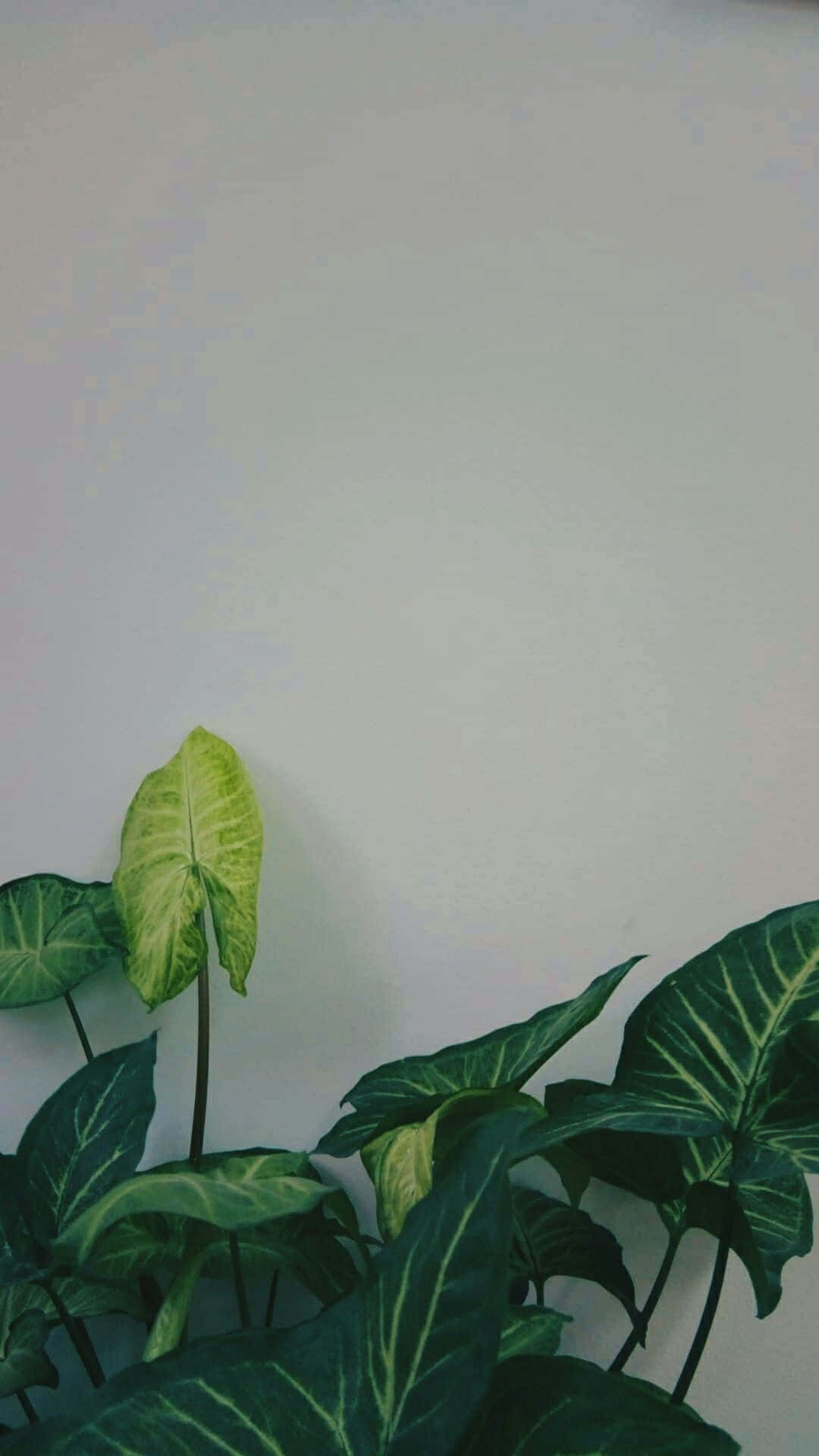 Plant 桌布 壁紙 — 帶有雜色綠葉的熱帶室內植物，在柔和自然光線下靠著純白牆壁。