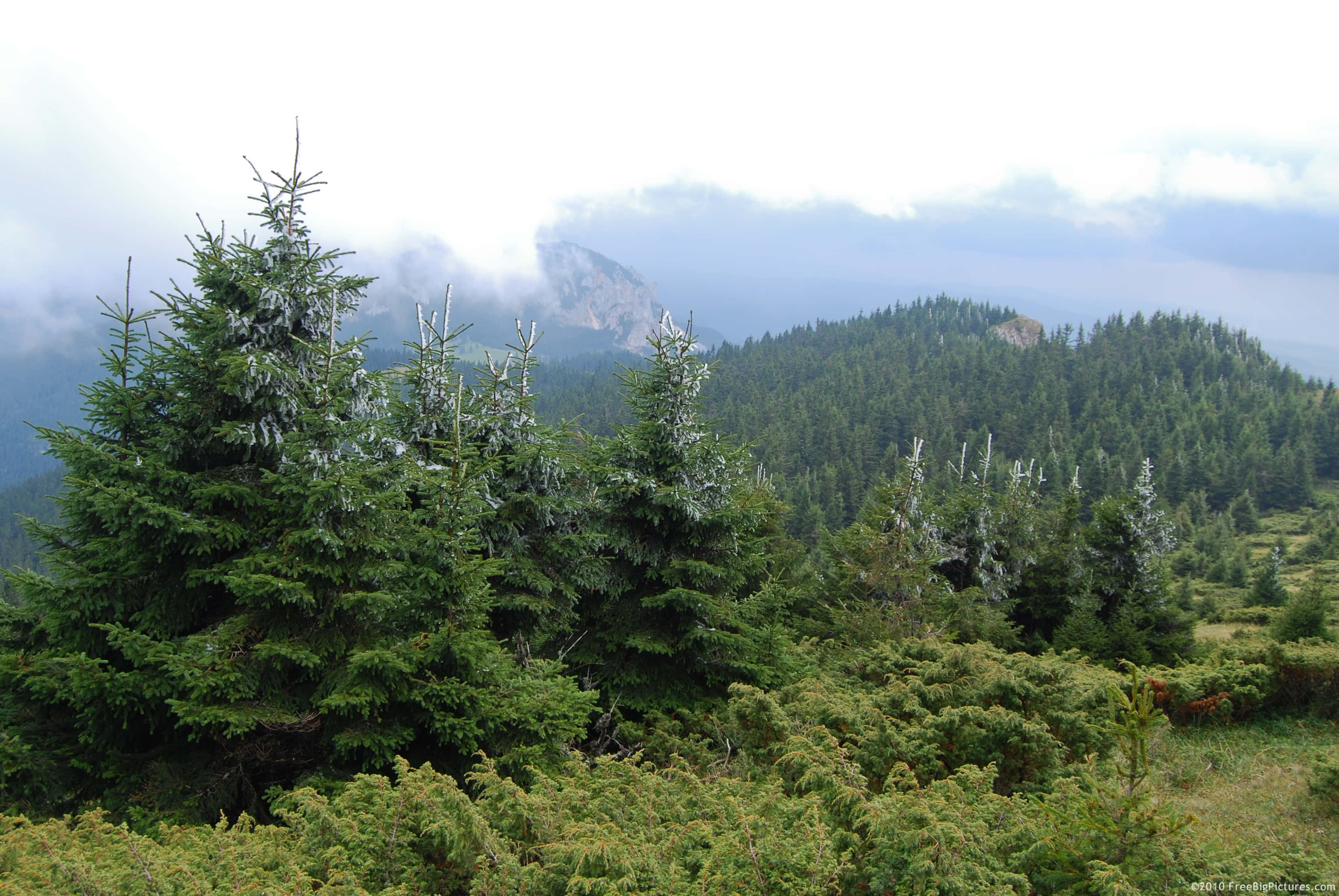 Evergreen Trees 桌布 壁紙 — 帶有霜凍尖端的常綠樹矗立在多雲天空下的霧氣山谷中。
