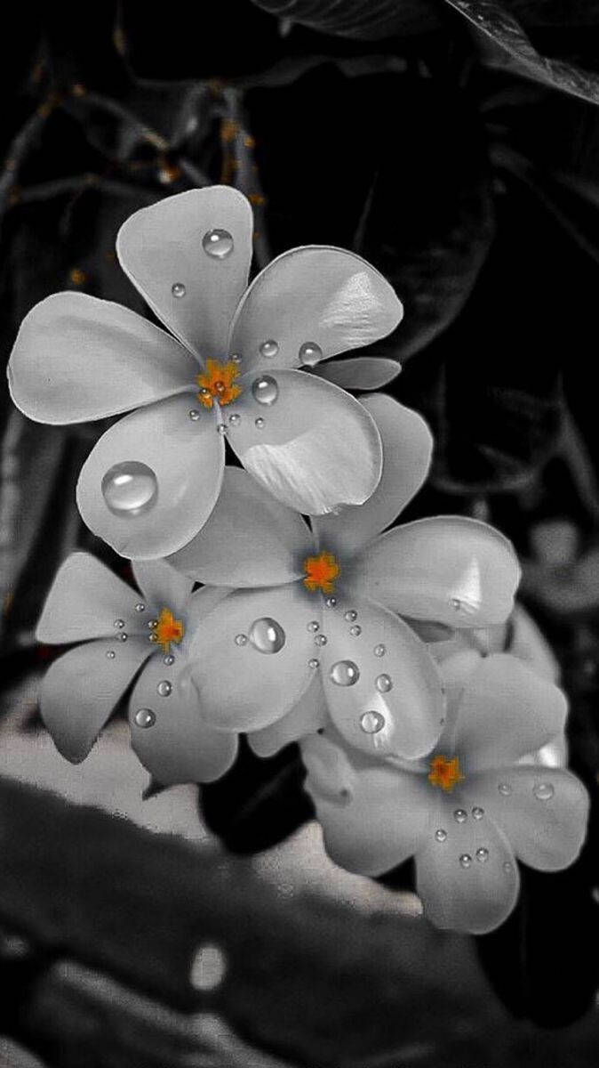 Flowers Aesthetic 桌布 壁紙 — 帶有露珠和橙色花心的白色花朵，在黑白模糊的背景上格外突出。
