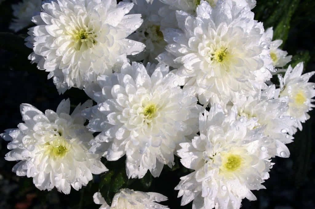 菊花 桌布 壁紙 — 帶有露珠的白色菊花在明亮的陽光下，在深綠色葉子的襯托下閃閃發光。