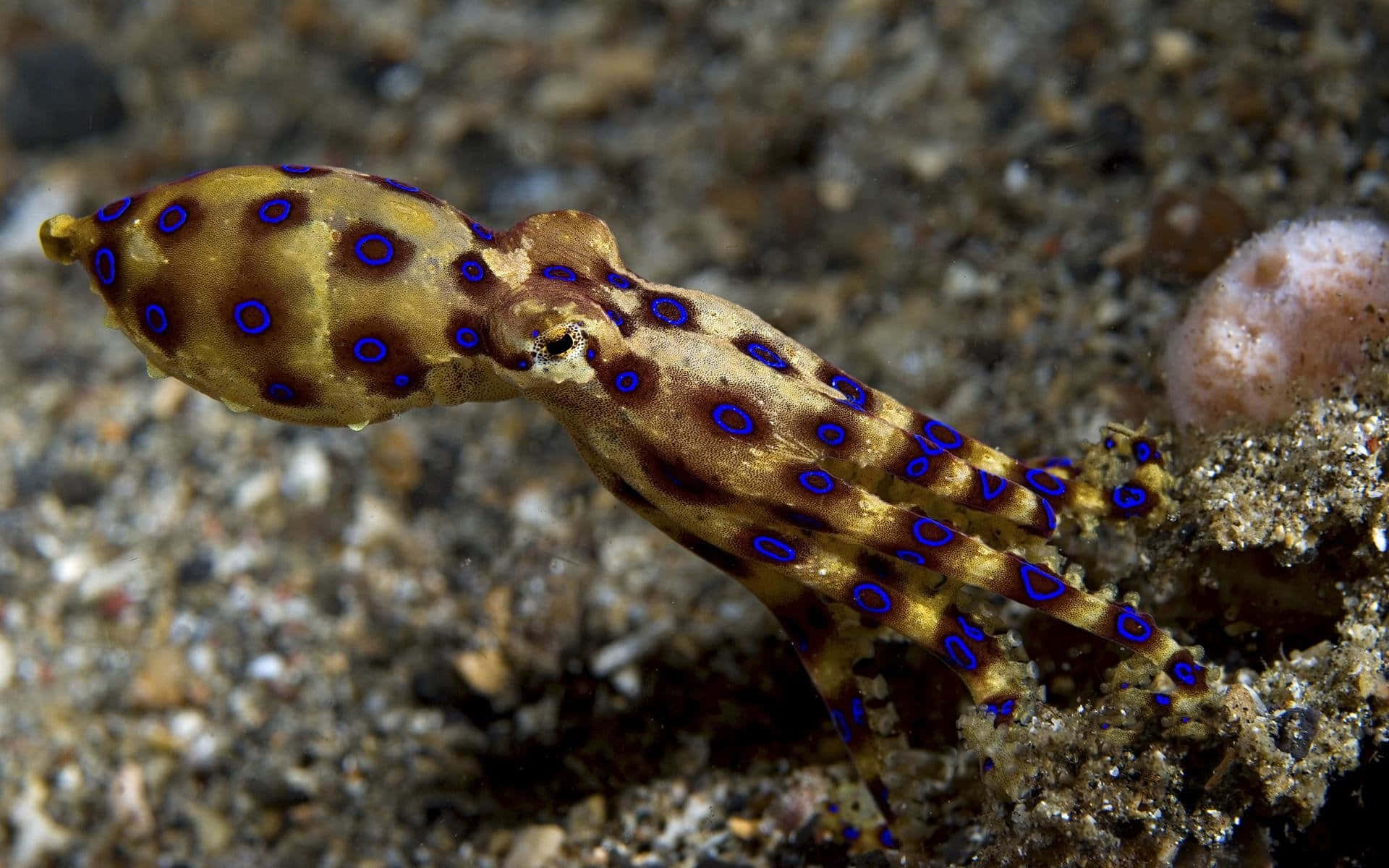 squid 桌布 壁紙 — 帶有鮮豔藍色圓圈的藍環章魚在珊瑚附近的沙質海底優雅地滑行。