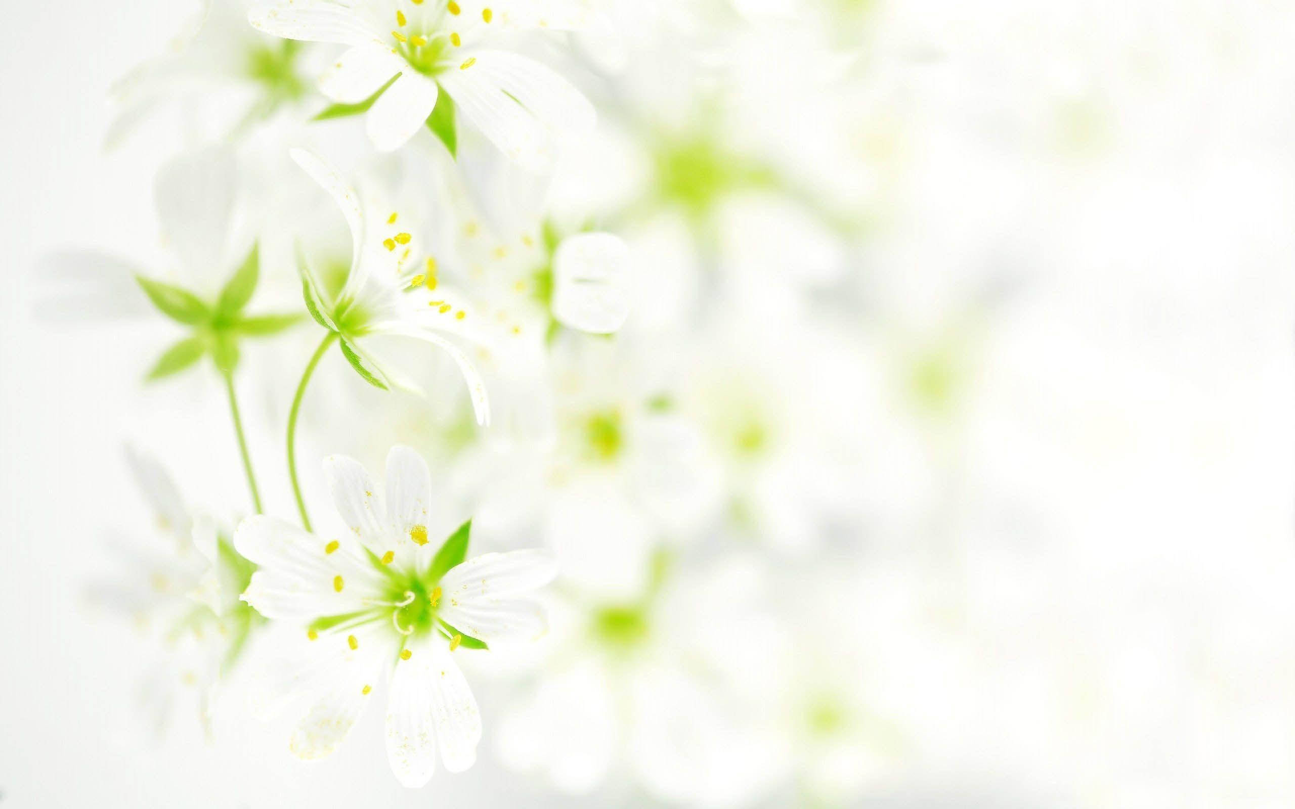 Flowers 桌布 壁紙 — 帶有黃色花心的精緻白色花朵，柔和地融入明亮通風的背景中。