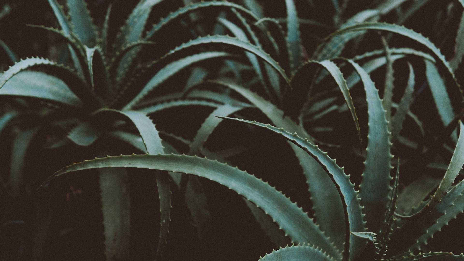 Aloe Vera 桌布 壁紙 — 帶鋸齒邊緣的多刺蘆薈葉特寫，在陰鬱的綠色燈光下發光。