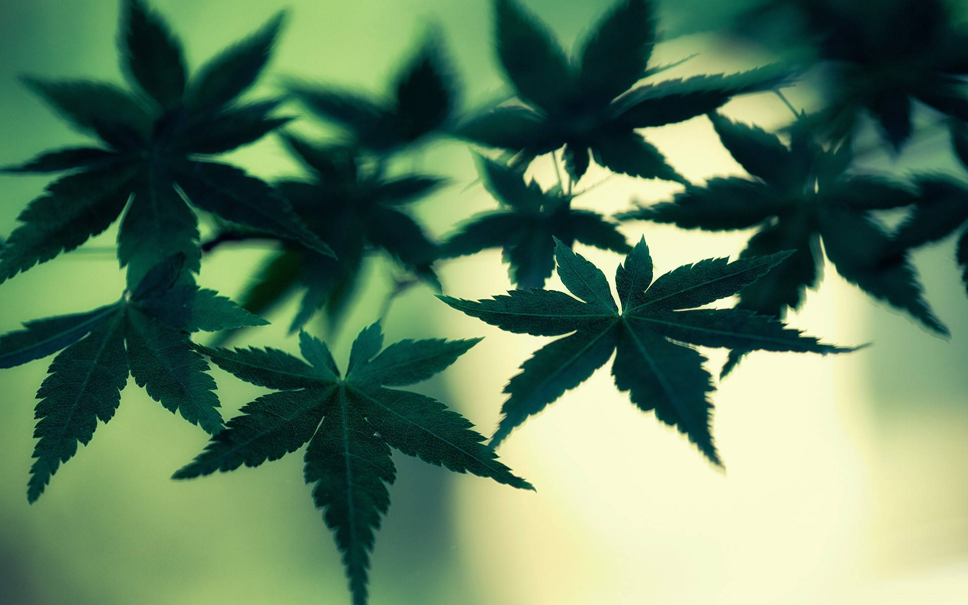 大麻 桌布 壁紙 — 帶鋸齒邊緣的楓葉剪影在柔和的綠色和黃色模糊背景中發光。