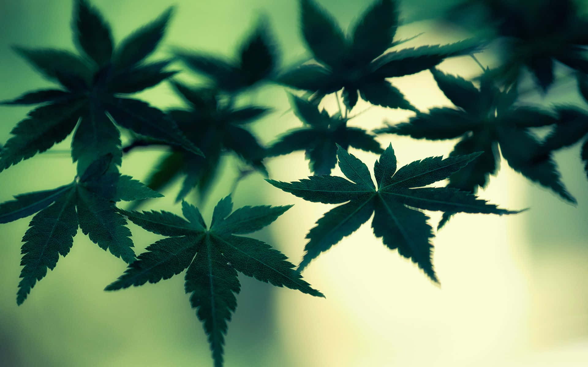Weed Leaf 桌布 壁紙 — 帶鋸齒邊緣的楓葉剪影在柔和綠黃漸變光中閃耀。