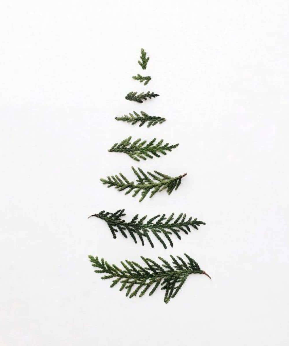 Minimalist Christmas Desktop 桌布 壁紙 — 常綠小枝排列成三角形樹形，置於純白色背景上。