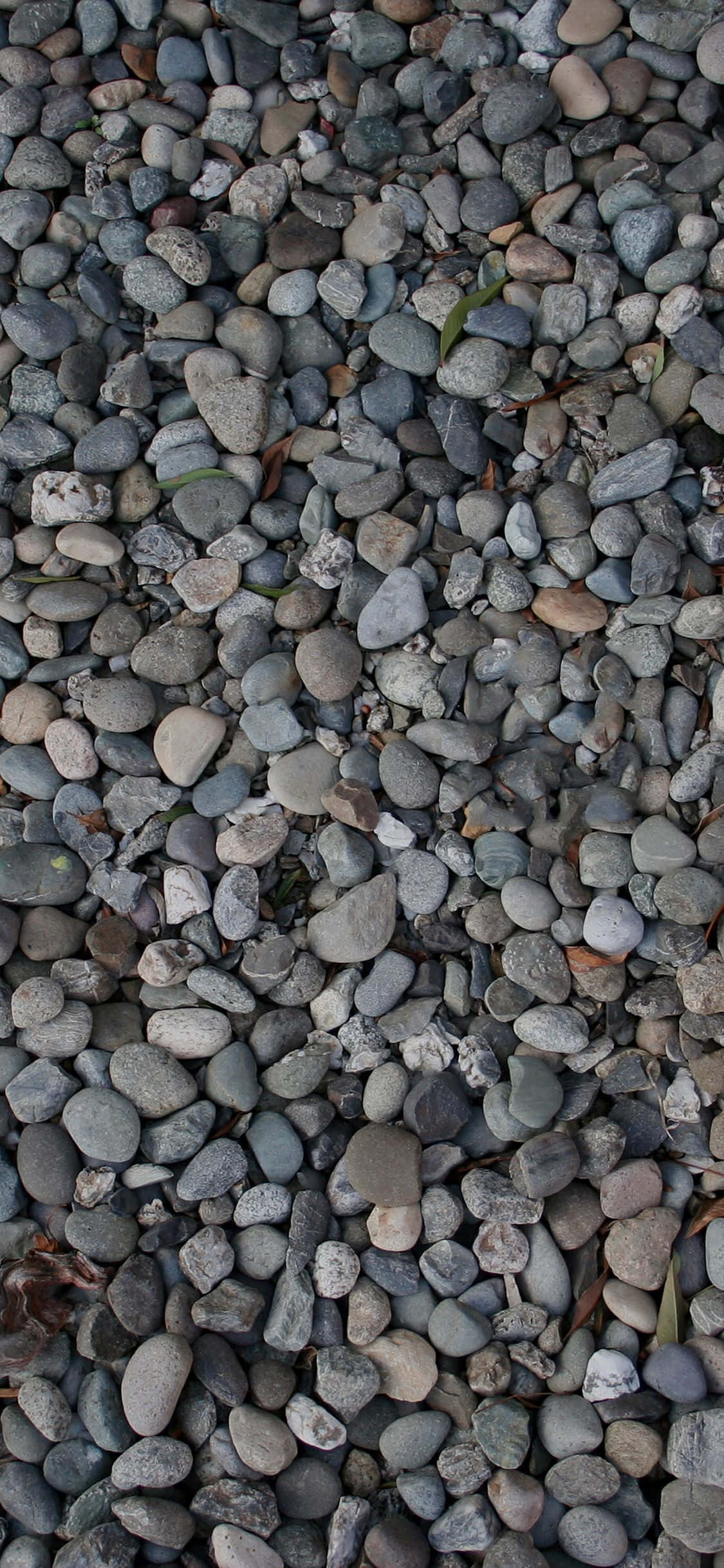 Stone 桌布 壁紙 — 平滑圓形卵石的近距離視圖，以灰色、棕色和白色的各種色調散佈在海灘表面。