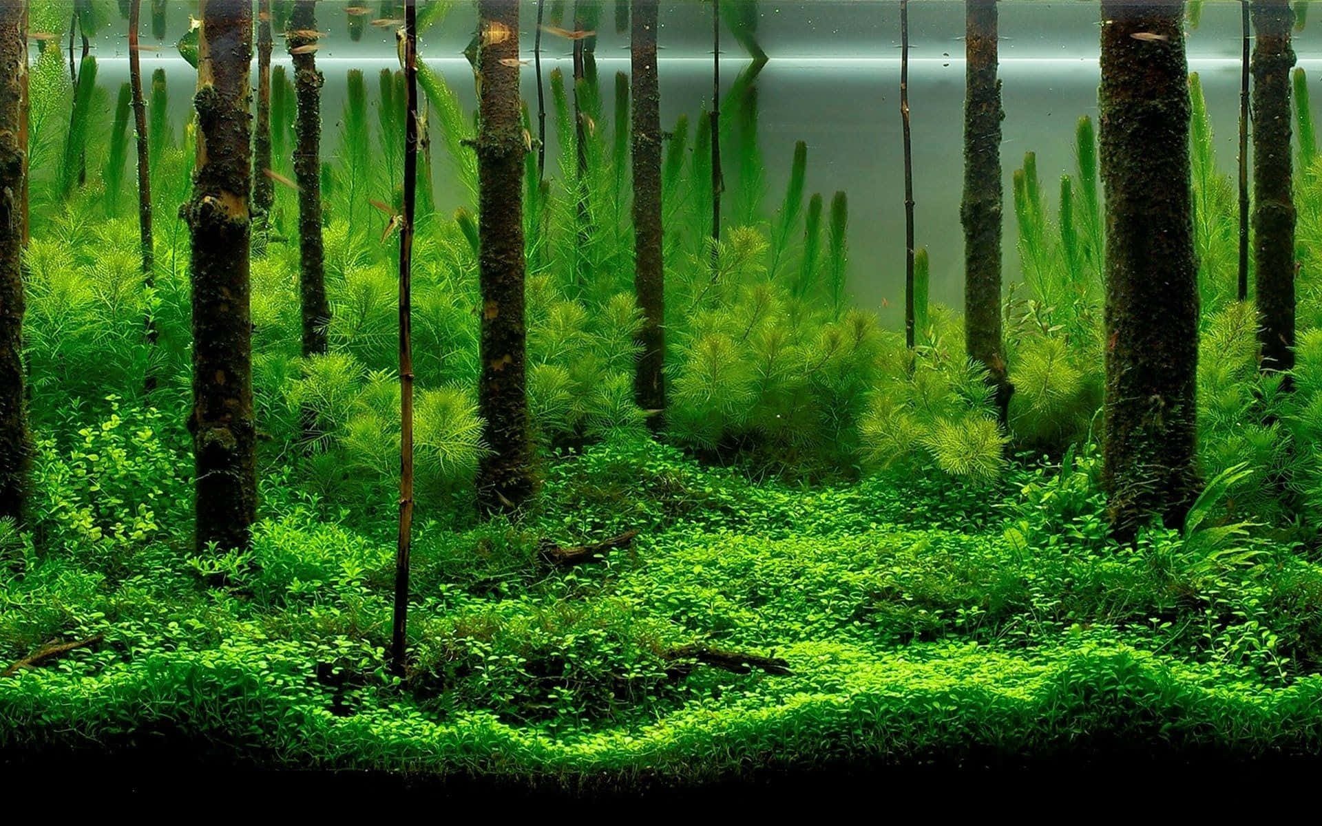 草地 桌布 壁紙 — 平靜水面下茂密的綠色水生森林，長滿高高的蘆葦和濃密的苔蘚地面。
