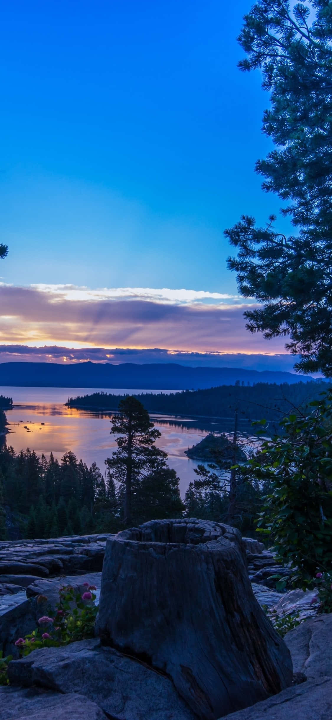 iPhone X California 桌布 壁紙 — 平靜湖面上的寧靜暮色景觀，前景由松樹和一個風化的樹樁構成框架。