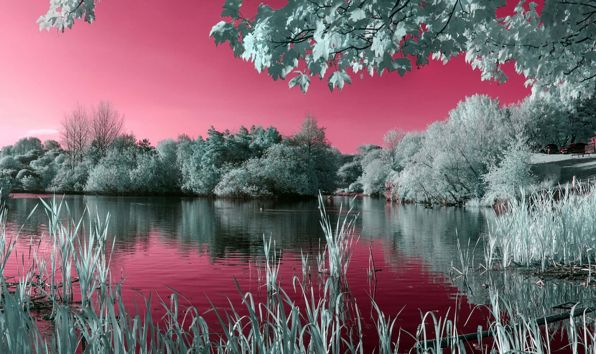 images 桌布 壁紙 — 平靜的湖面倒映著超現實的粉紅色天空，冰藍色的樹木和蘆葦框住了寧靜的水景。