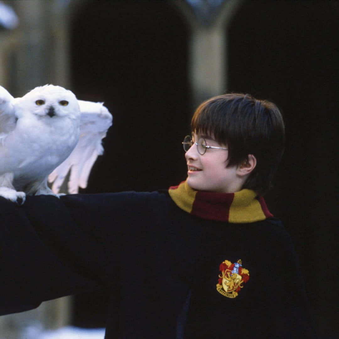 Harry Potter Profile 桌布 壁紙 — 年輕的哈利波特溫暖地微笑，他的雪鴞嘿美棲息在他伸出的手臂上，背景是黑暗的石拱門。