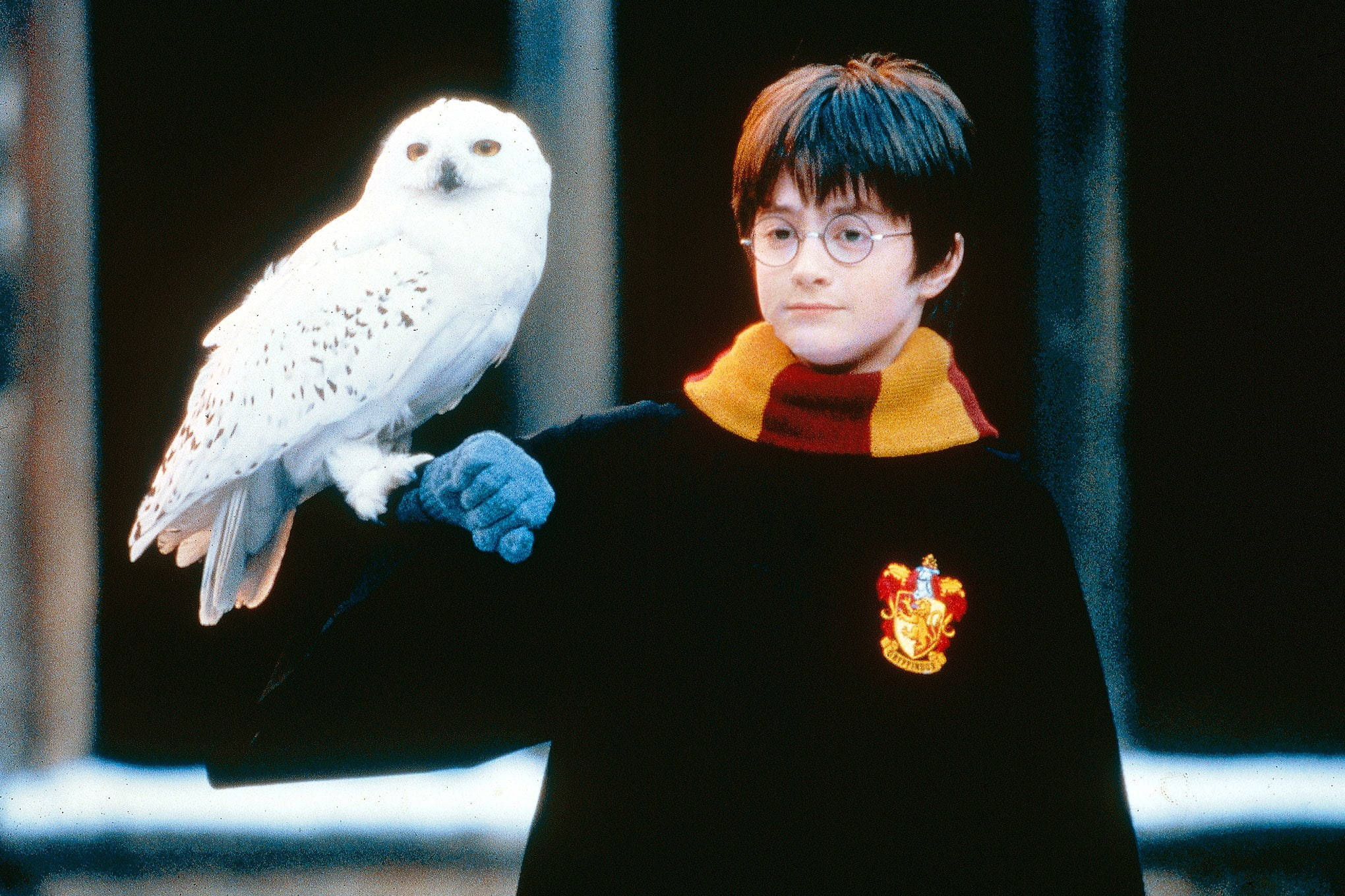 Gryffindor 桌布 壁紙 — 年輕的哈利波特穿著葛萊芬多長袍，在黑暗背景下，他的戴手套的手上棲息著雪鴞嘿美。