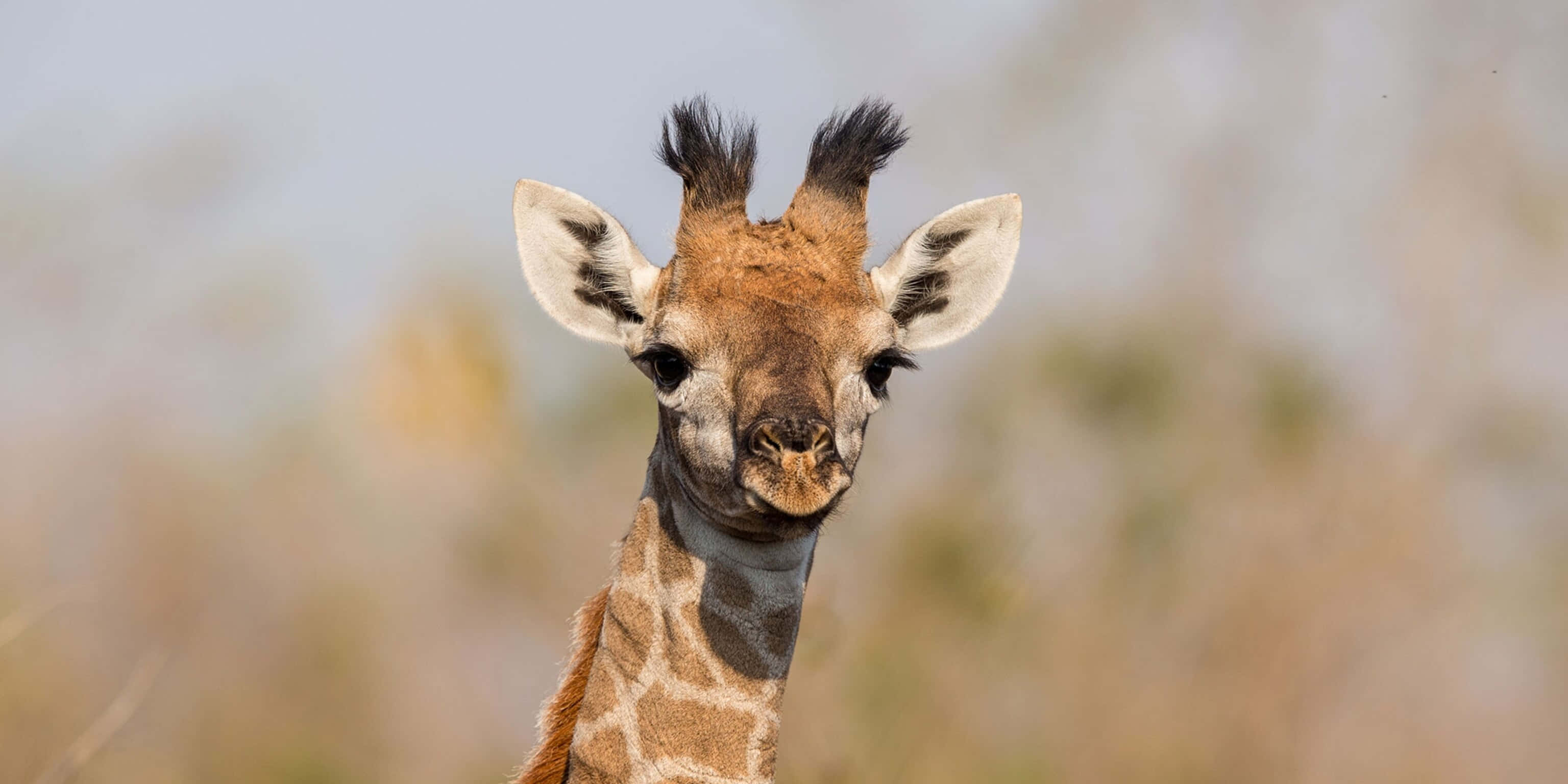 Baby Giraffe 桌布 壁紙 — 年輕長頸鹿好奇臉部的特寫，有大耳朵和圖案頸部，背景是柔和模糊的稀樹草原。