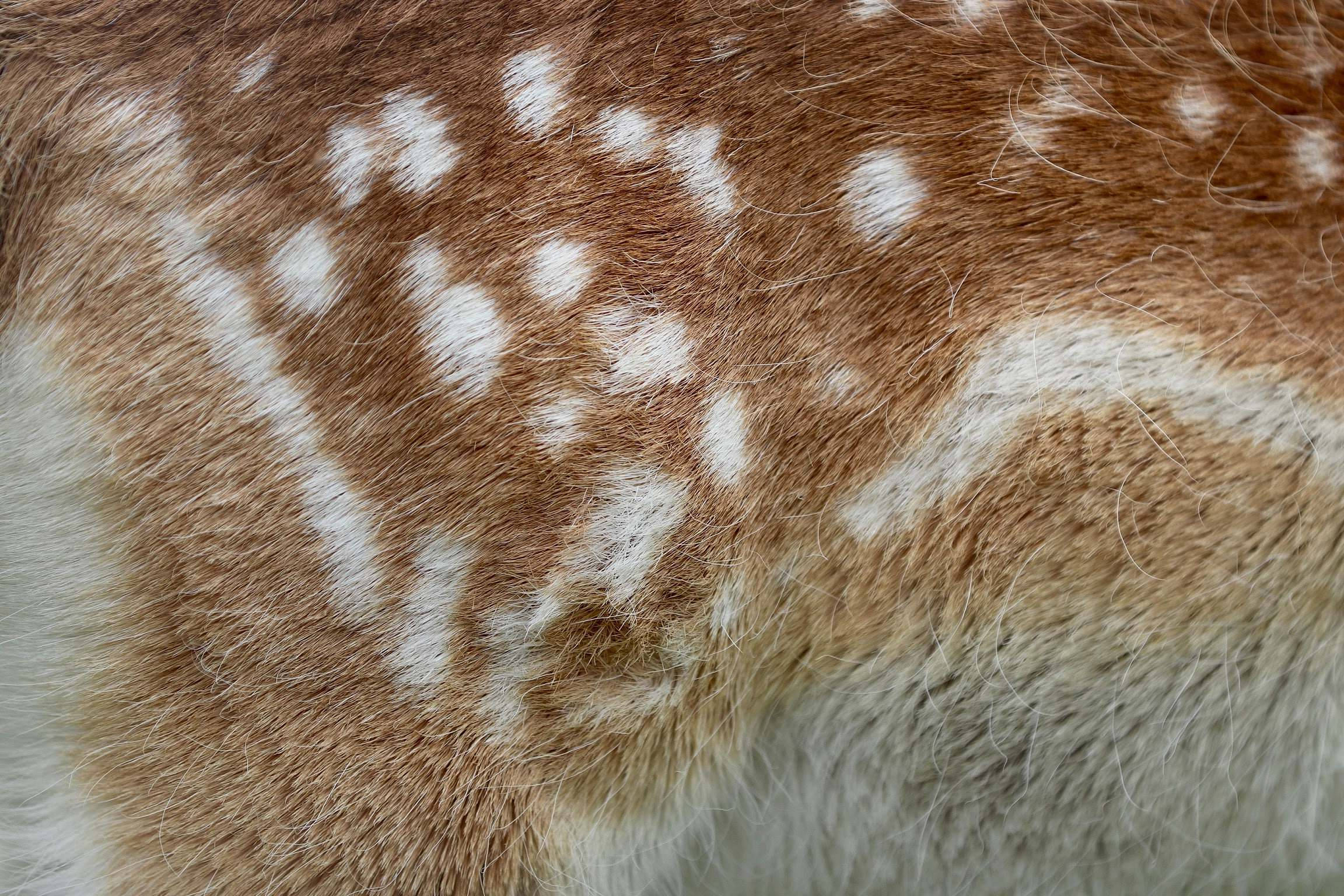 fur 桌布 壁紙 — 年輕鹿背部的特寫，顯示柔軟的棕色皮毛，帶有明顯的白色斑點和細小的個別毛髮。