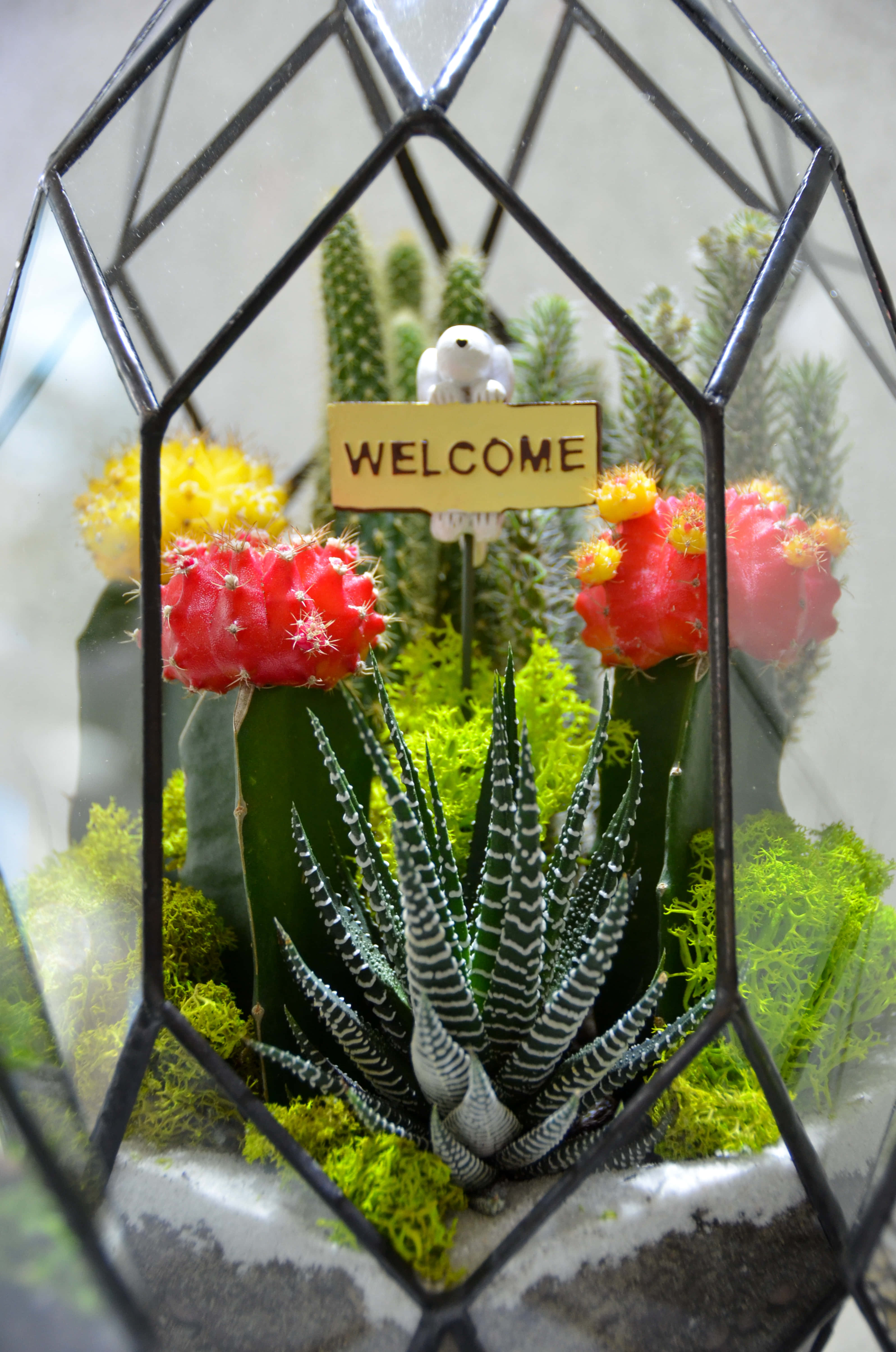 Welcome 桌布 壁紙 — 幾何形狀的玻璃容器展示鮮豔的紅色黃色仙人掌和條紋多肉植物，嵌入綠色苔蘚中，並帶有歡迎標誌。