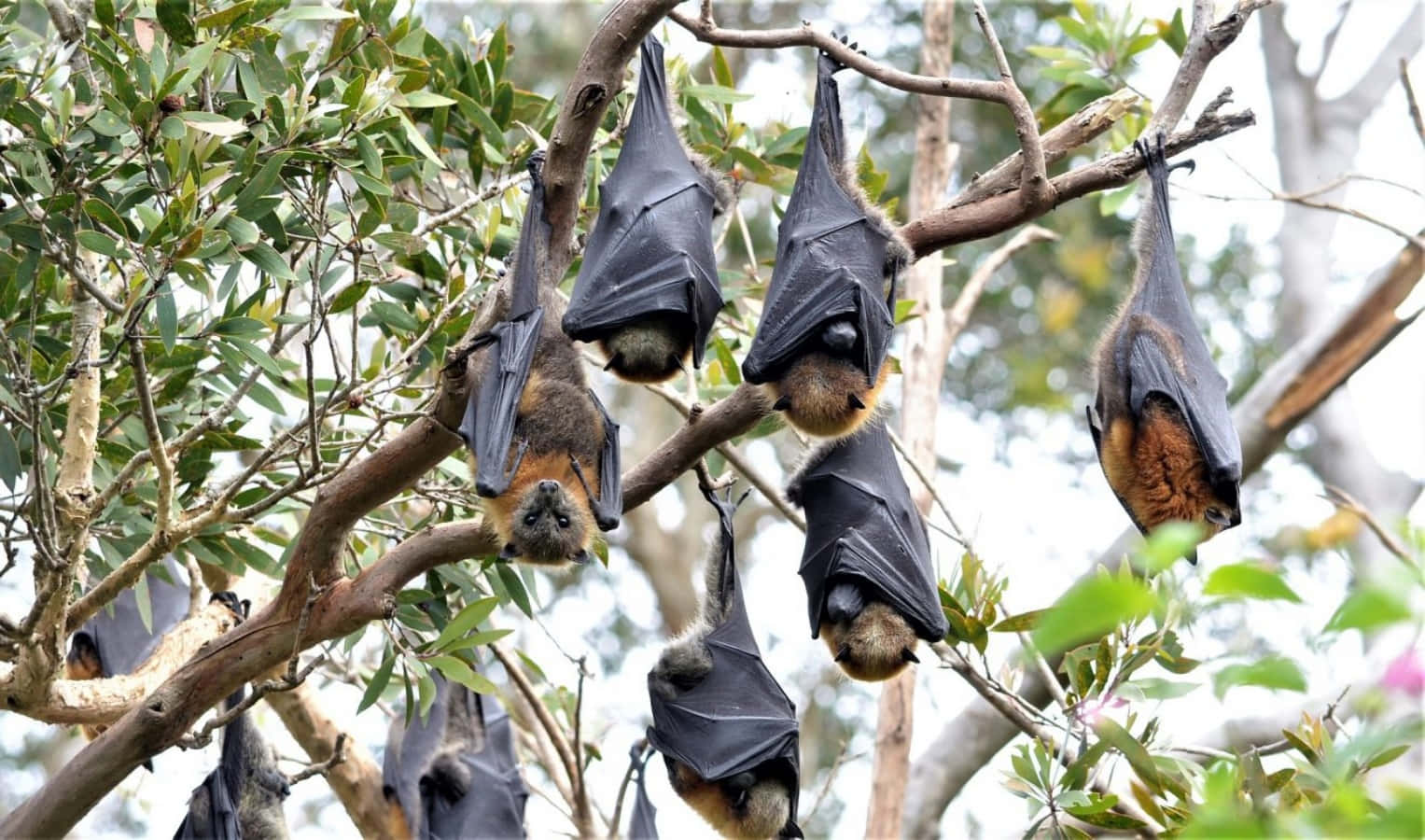 Bats 桌布 壁紙 — 幾隻大蝙蝠倒掛在樹枝上，周圍是綠葉，處於自然森林環境中。