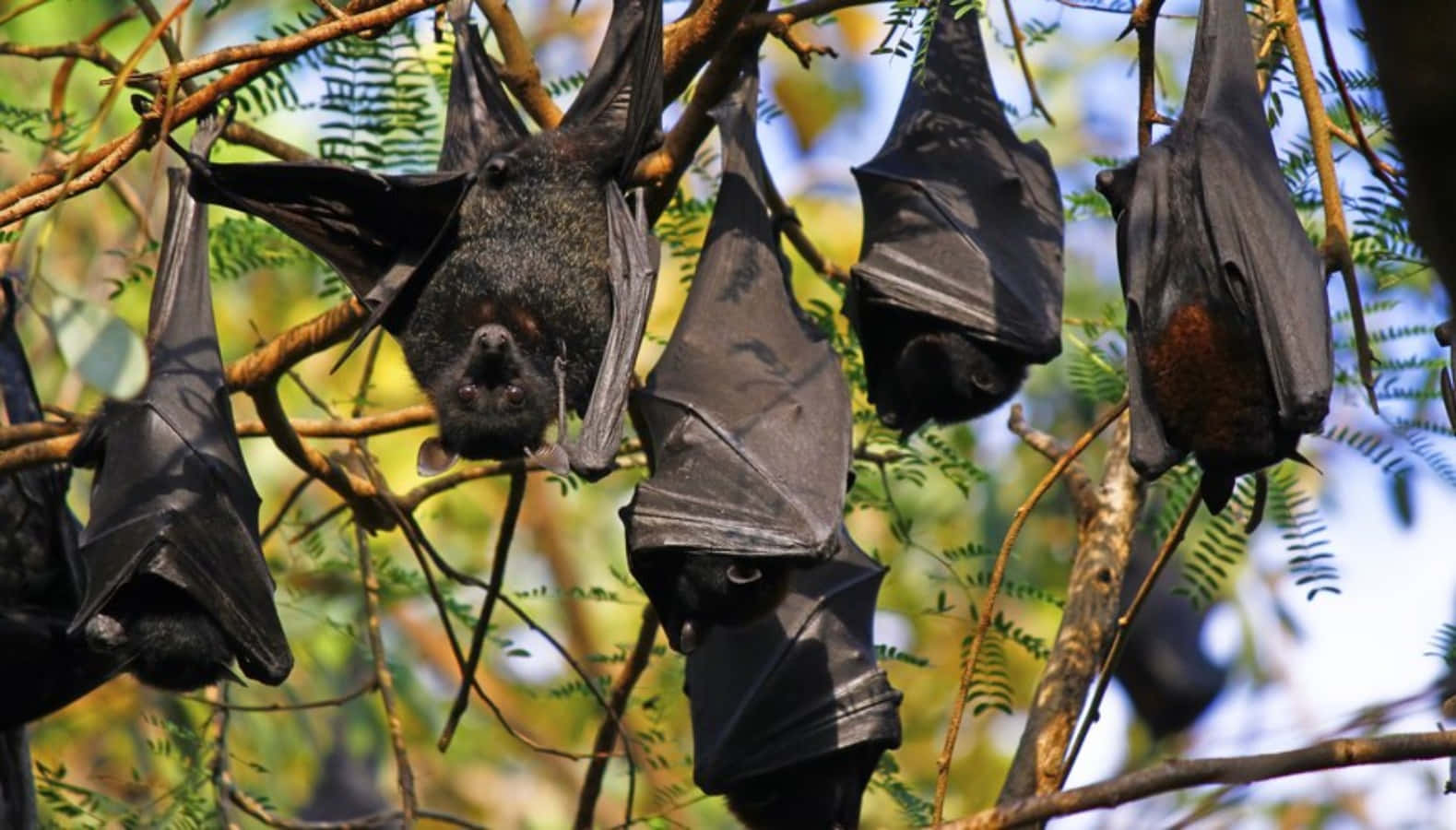 Bats 桌布 壁紙 — 幾隻大蝙蝠倒掛在陽光普照、綠葉茂密的森林樹冠的樹枝上。