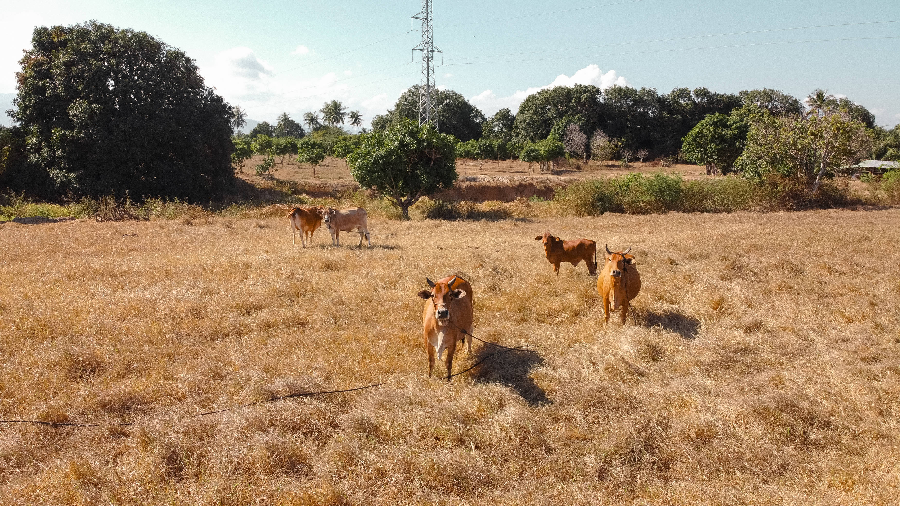 Cute Cow 桌布 壁紙 — 幾隻棕色牛隻站在乾燥的草地上，背景是晴朗藍天、零星白雲和樹木。