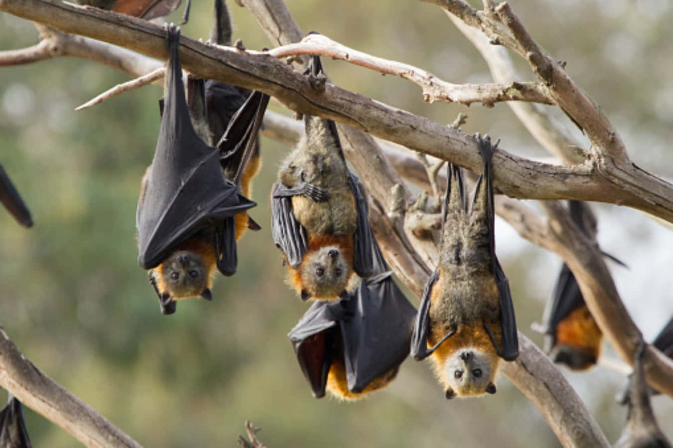 Bats 桌布 壁紙 — 幾隻狐蝠倒掛在樹枝上，擁有深色翅膀和橙棕色毛髮。
