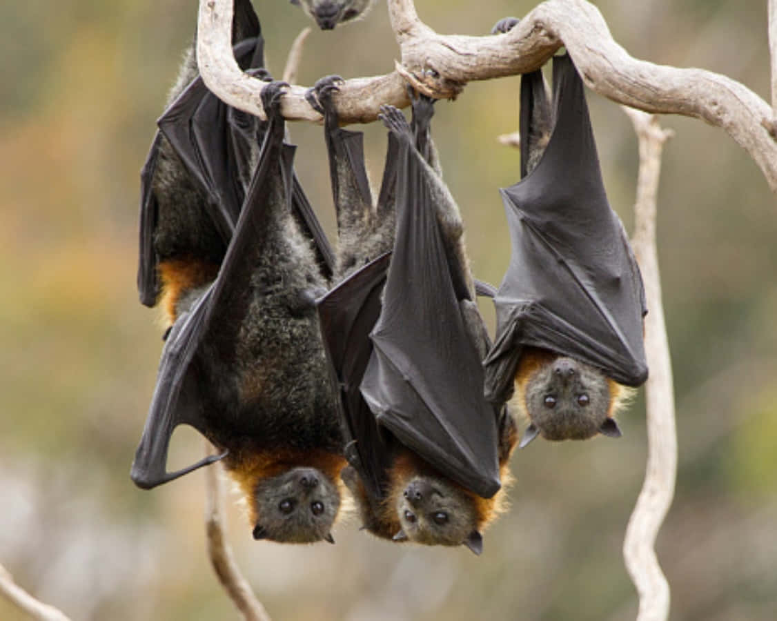 Bats 桌布 壁紙 — 幾隻狐蝠倒掛在樹枝上，深色翅膀和橙色胸部，處於自然環境中。