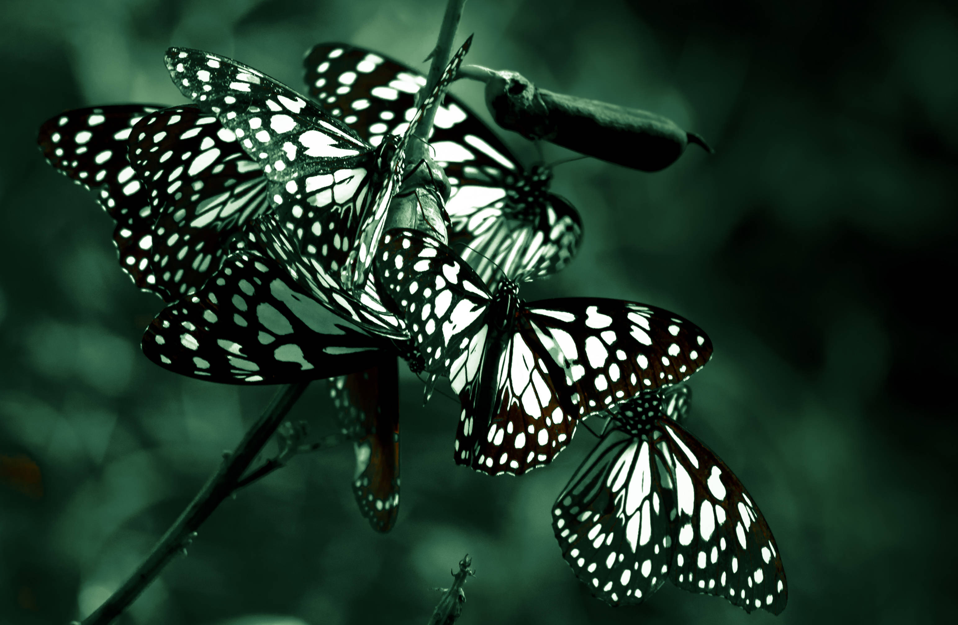 Butterflies 桌布 壁紙 — 幾隻黑白圖案蝴蝶聚集在莖上，背景是深綠色模糊的。