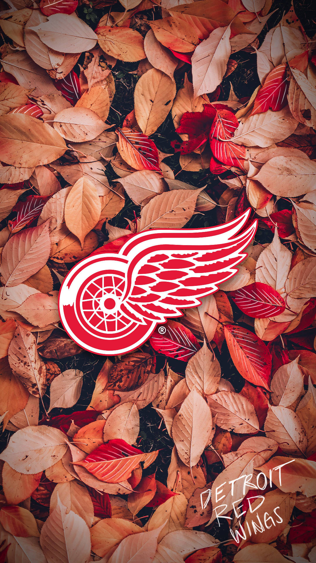 detroit 桌布 壁紙 — 底特律紅翼標誌放在溫暖的紅色和橙色秋葉床上。