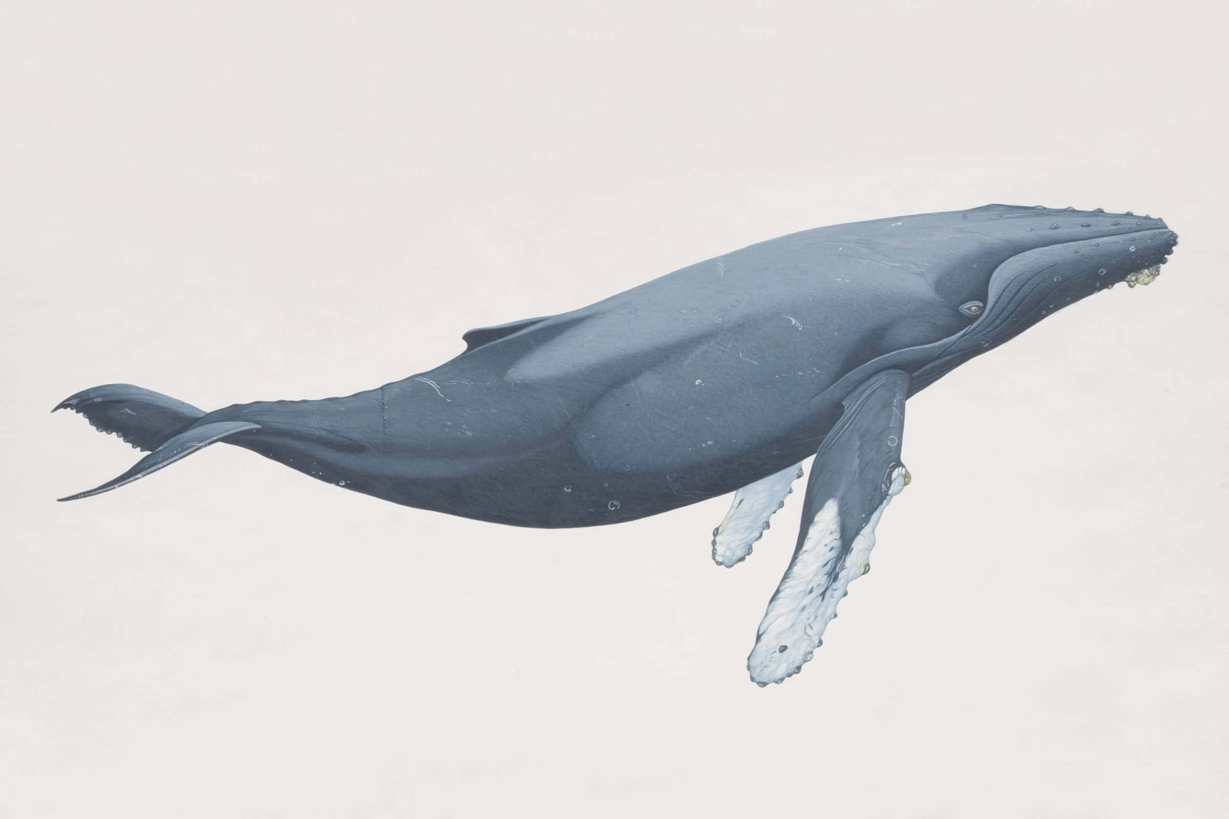 Whale 桌布 壁紙 — 座頭鯨在平靜水域中優雅滑行的詳細插圖，具有紋理皮膚和白色胸鰭。