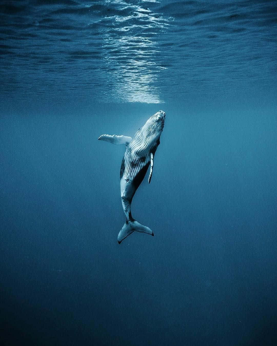Sperm Whale 桌布 壁紙 — 座頭鯨在水下優雅地滑行，其條紋身體被透過海面過濾的陽光照射得熠熠生輝。