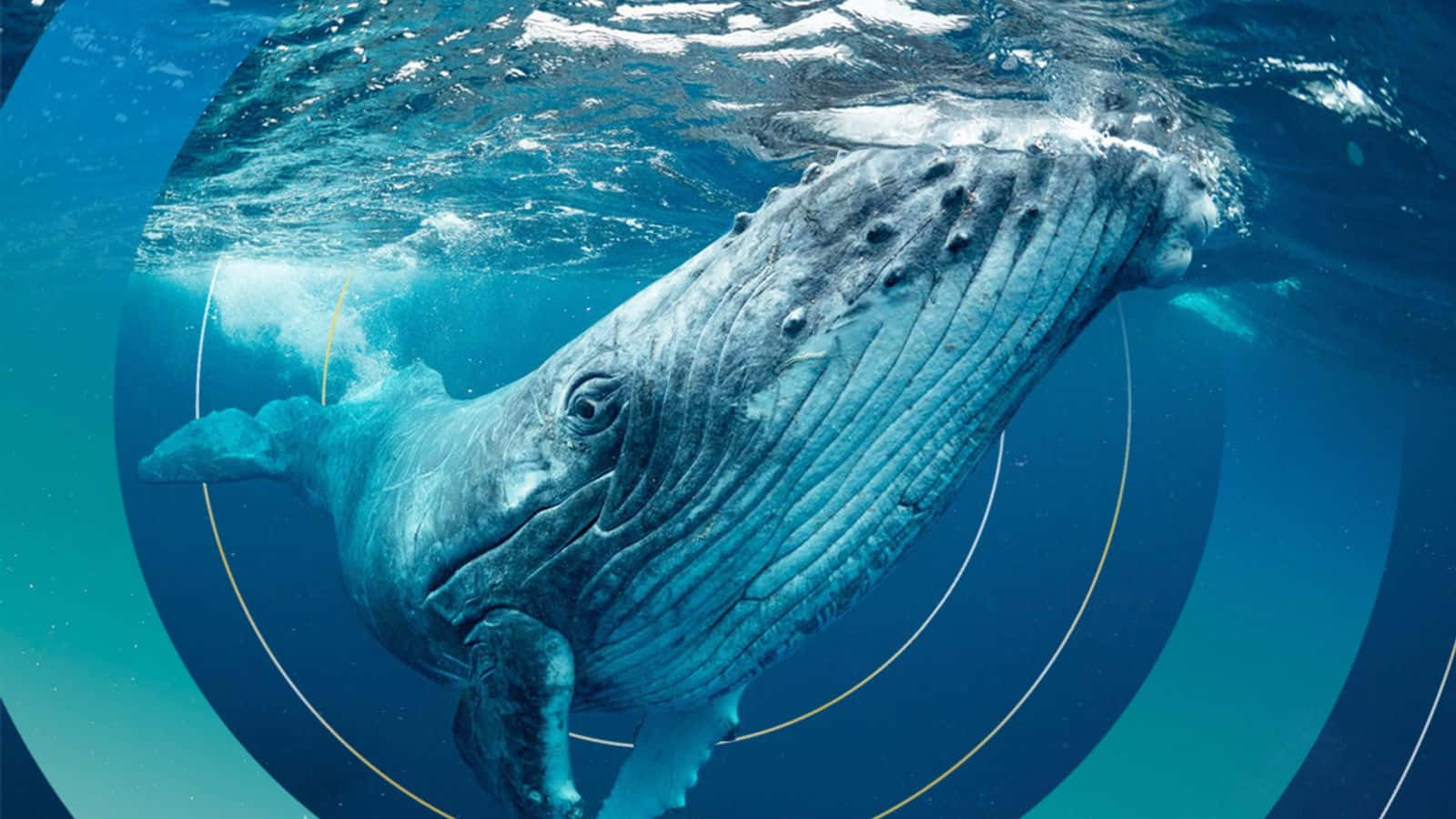 Whale 桌布 壁紙 — 座頭鯨在水底優雅地滑行，陽光從上方水面穿透而下。