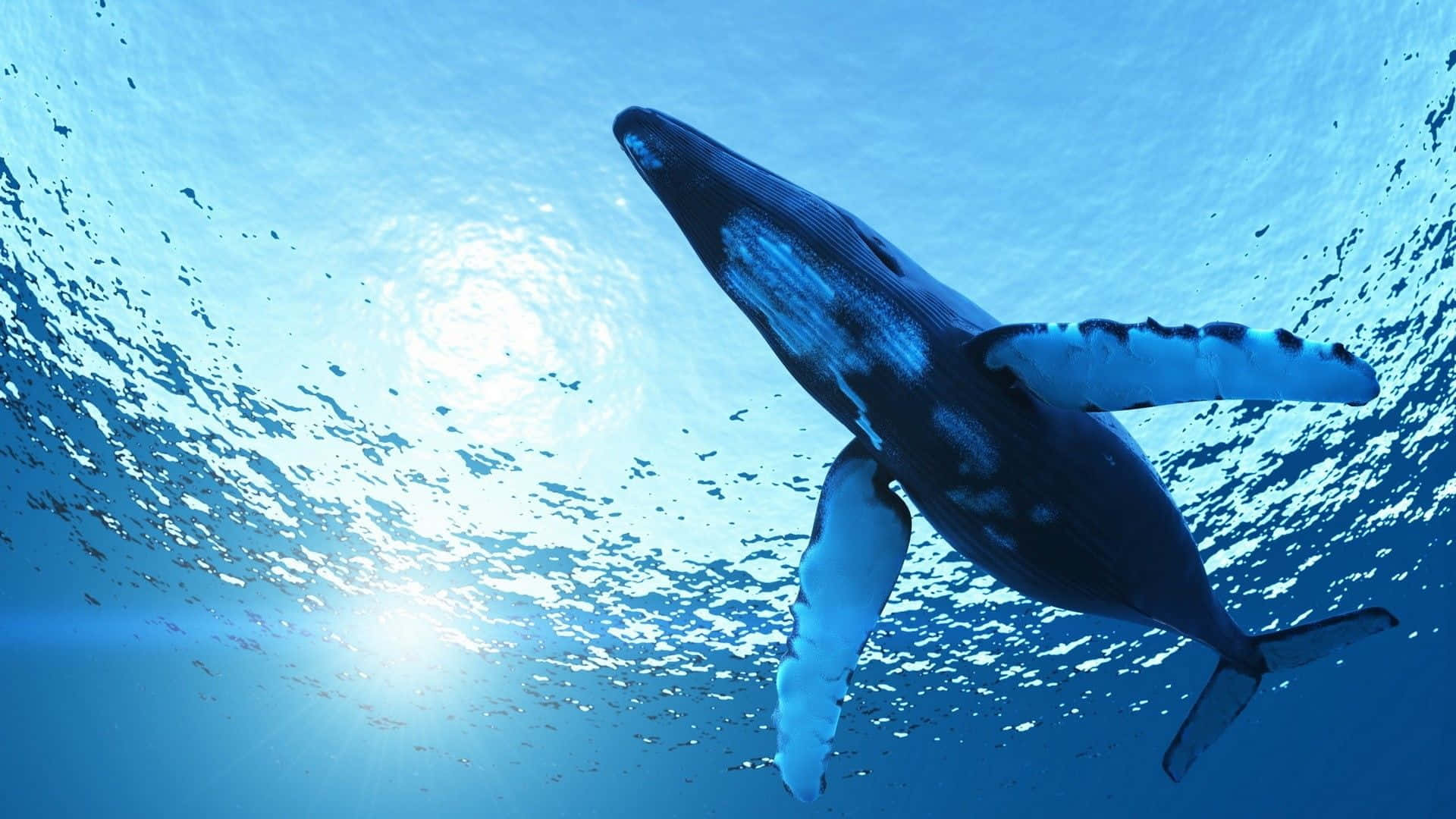blue whale 桌布 壁紙 — 座頭鯨在清澈的藍色海水中優雅地滑行，陽光從上方過濾而下。
