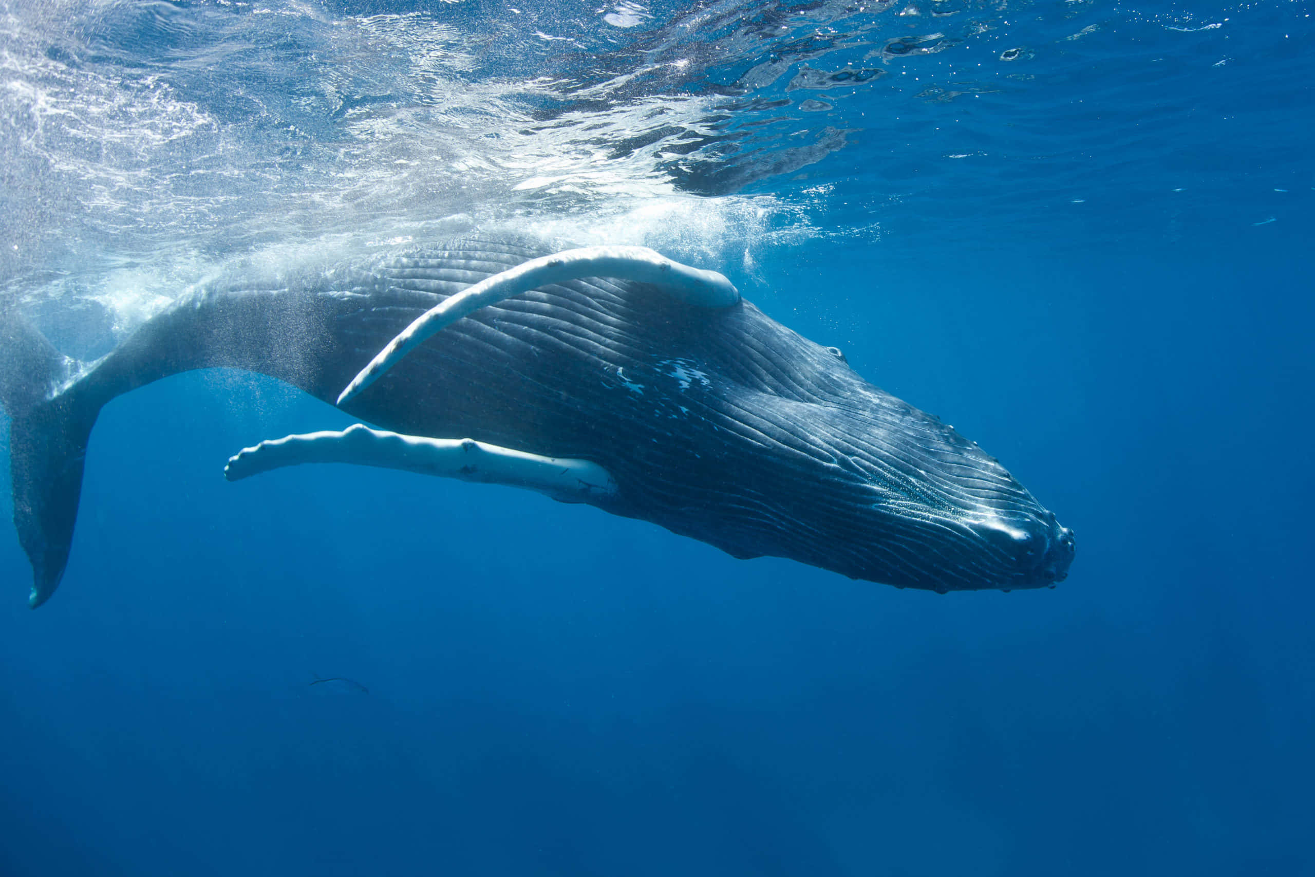 Whale 桌布 壁紙 — 座頭鯨在陽光照射的海面附近，優雅地滑過清澈的藍色海水。