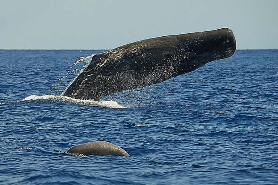 Sperm Whale 桌布 壁紙 — 座頭鯨戲劇性地從深藍色海水上方躍出，其龐大身軀在空中彎曲。