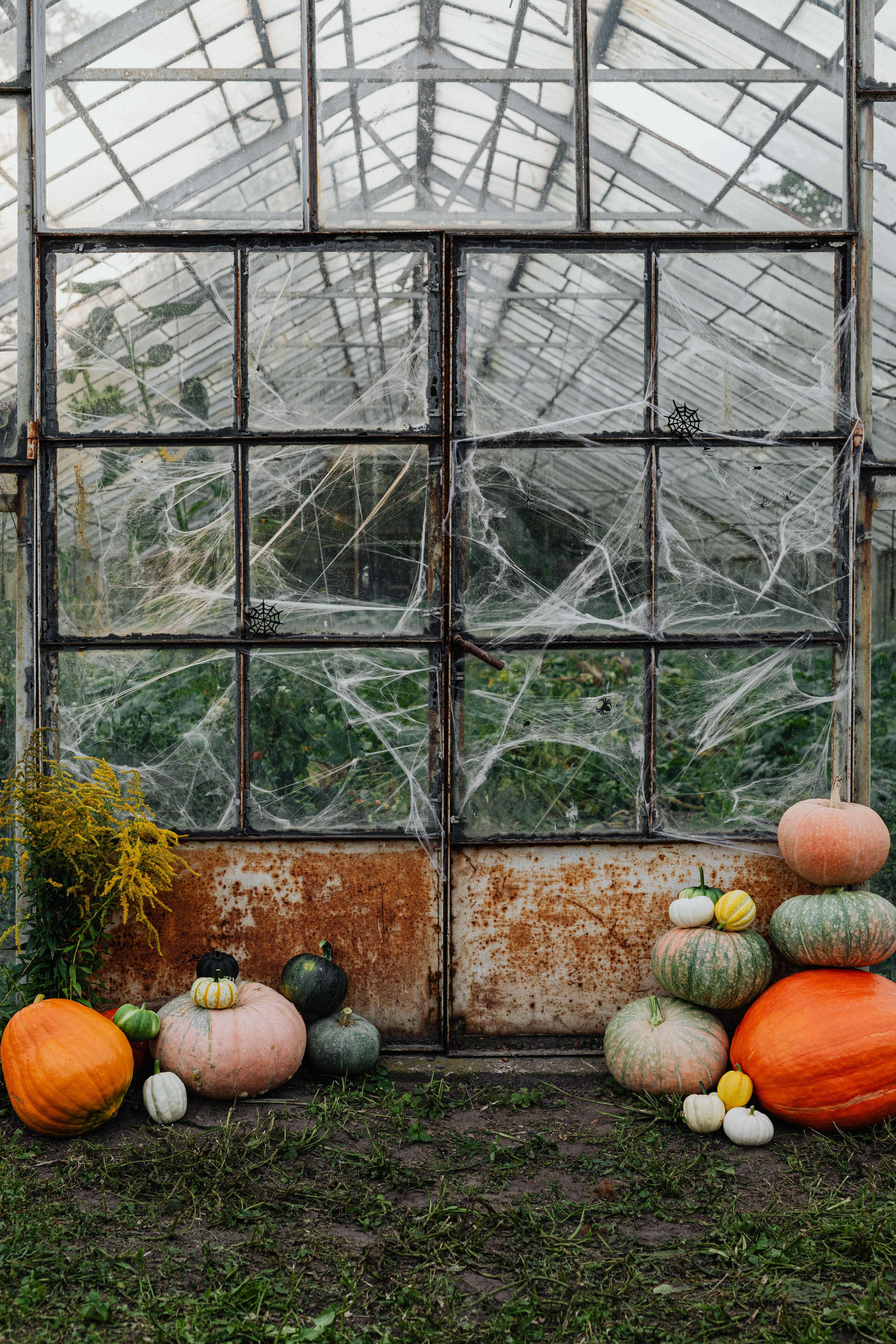 Pumpkin Patch 桌布 壁紙 — 廢棄溫室，生鏽的門和結滿蜘蛛網的玻璃窗，周圍環繞著色彩繽紛的南瓜和秋葉。