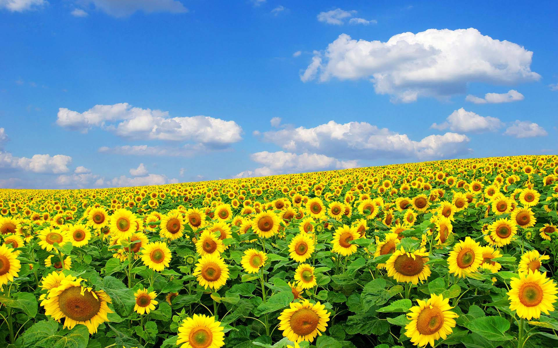 Sunflower And Roses 桌布 壁紙 — 廣闊的亮黃色向日葵田，在點綴著蓬鬆白雲的清澈藍天下搖曳。