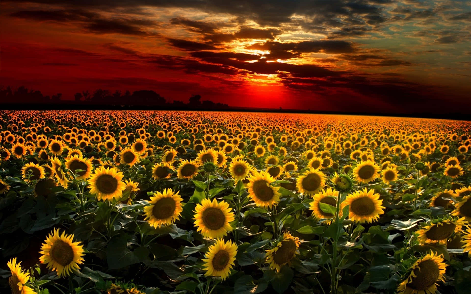 Sunflowers 桌布 壁紙 — 廣闊的向日葵田向著帶有戲劇性紅色和橙色雲彩的火熱日落延伸。