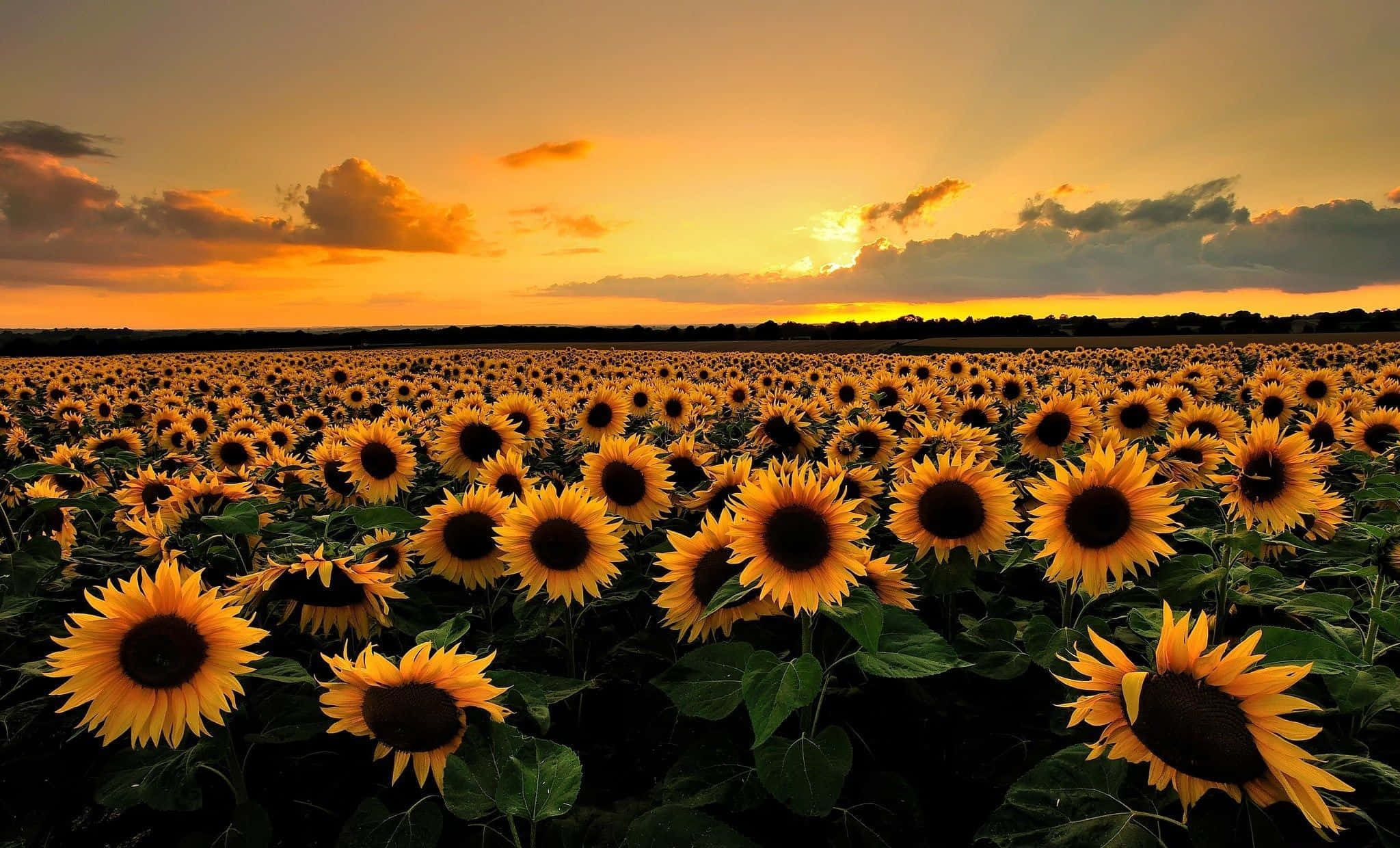 Aesthetic Sunflower 桌布 壁紙 — 廣闊的向日葵田向著金色日落延伸，伴隨著戲劇性的雲彩和耀眼的光芒。