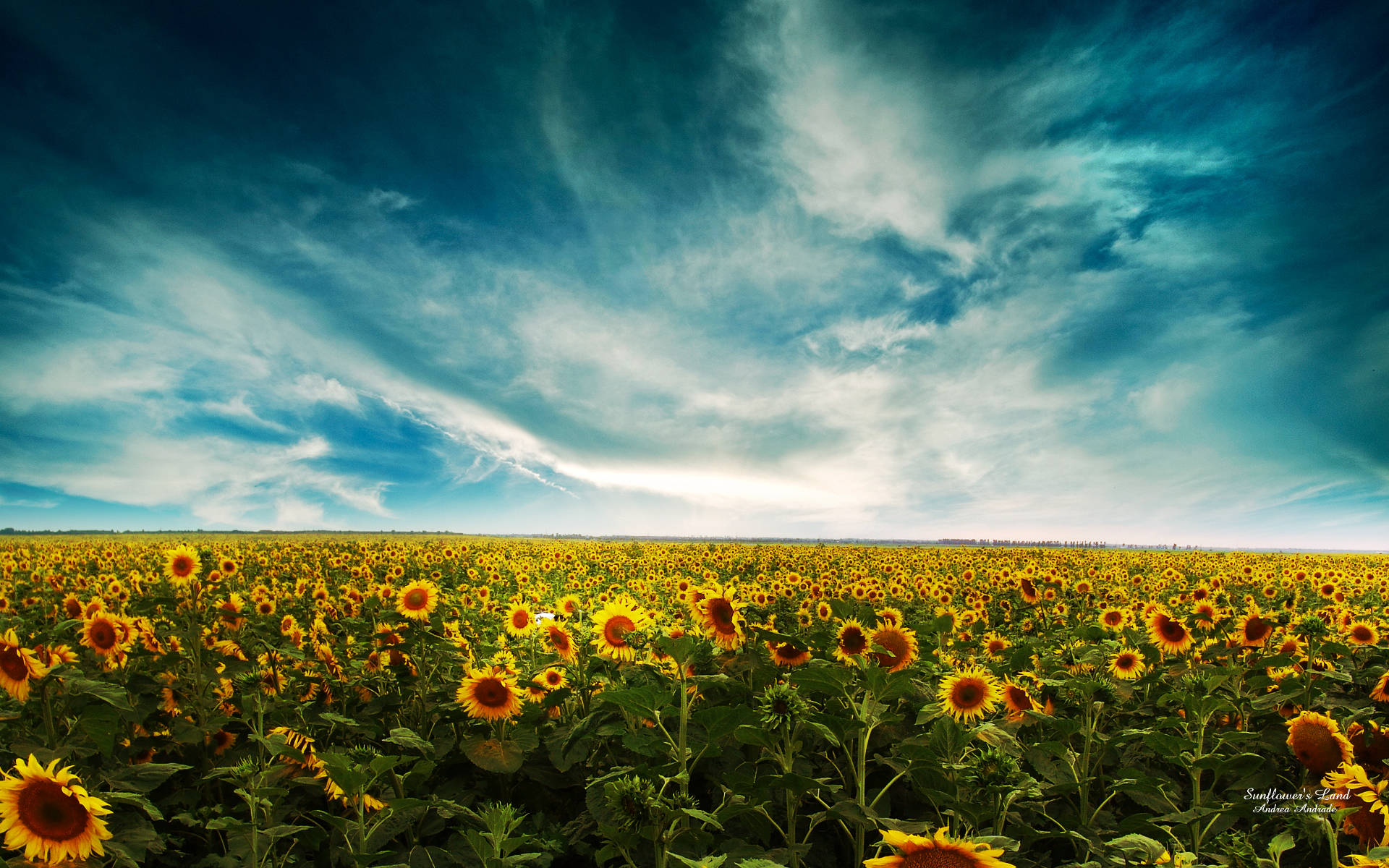 Sunflowers And Roses 桌布 壁紙 — 廣闊的向日葵田在戲劇性旋轉的藍天下延伸，點綴著縷縷白雲。