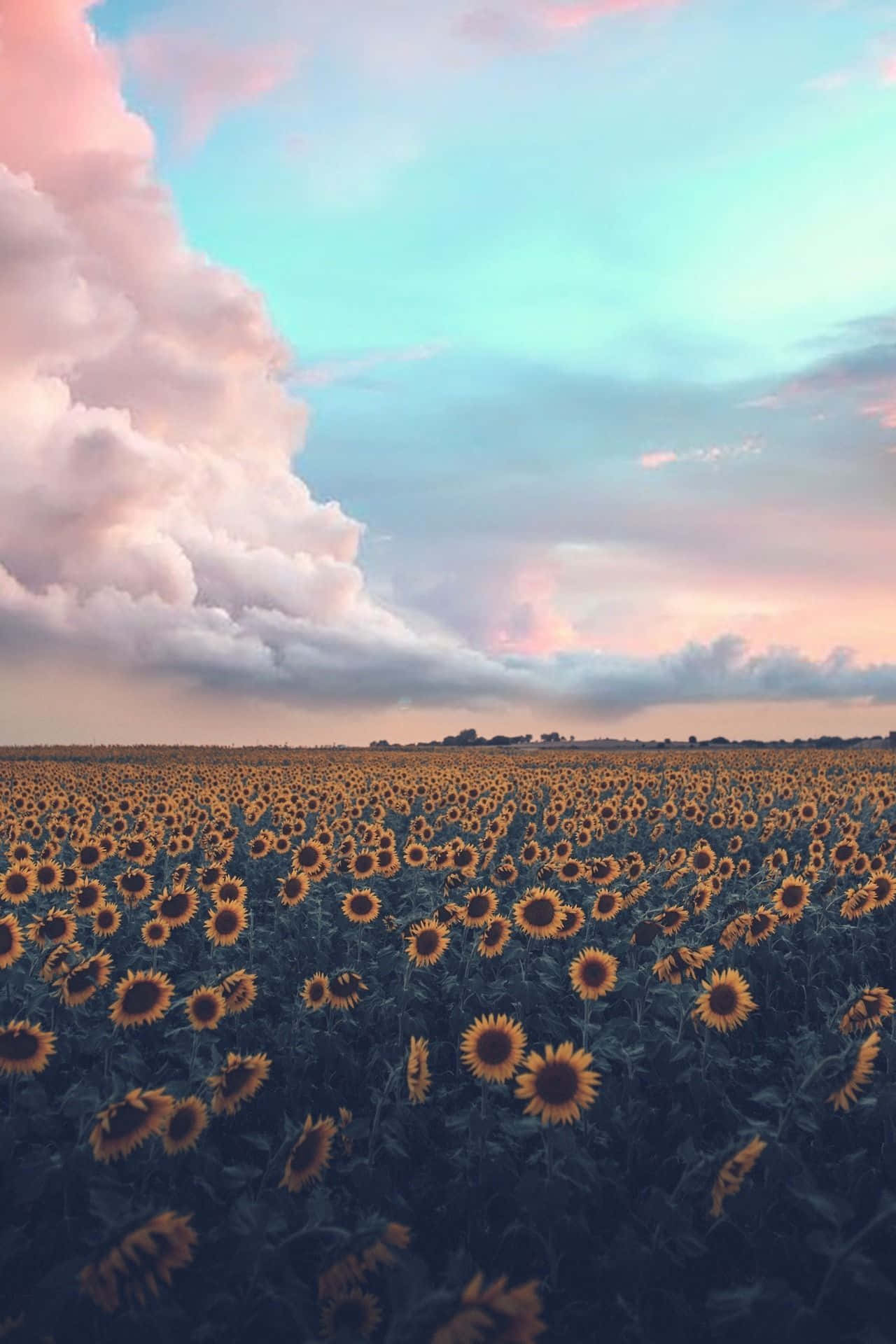Aesthetic Nature Tumblr 桌布 壁紙 — 廣闊的向日葵田在日落時分延伸在粉紅雲彩和青綠色調的柔和天空下。