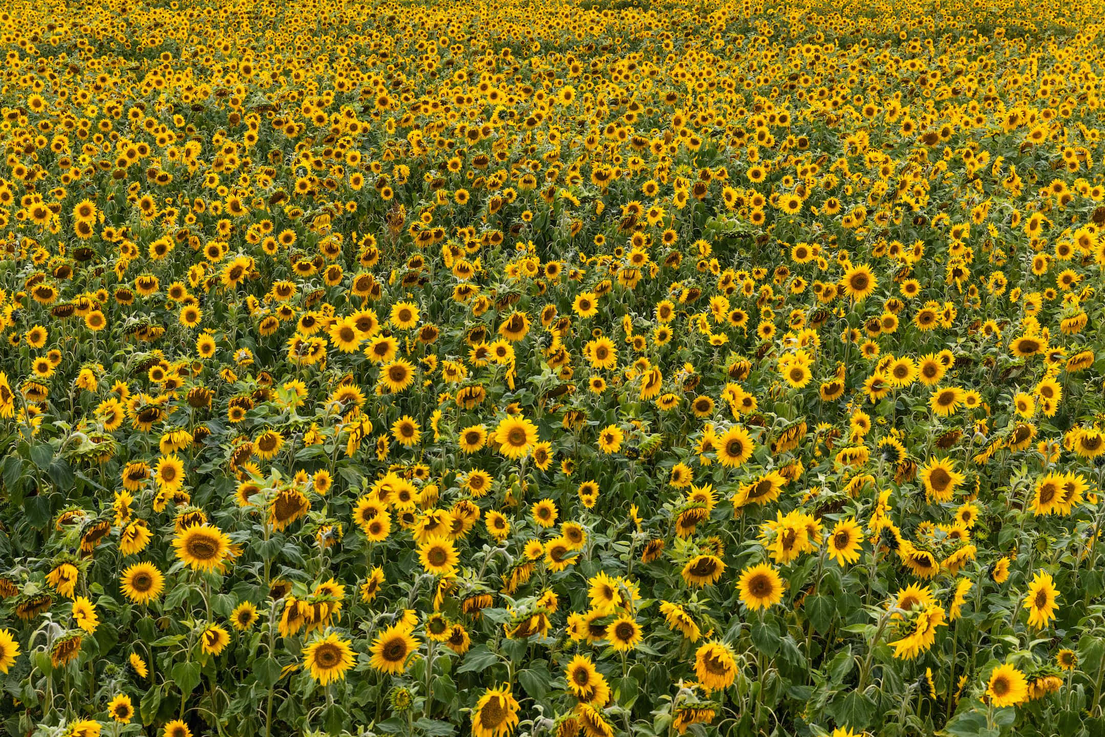 Beautiful Sunflower 桌布 壁紙 — 廣闊的向日葵田在明亮日光下輕輕搖曳，金色花瓣和綠色莖稈。