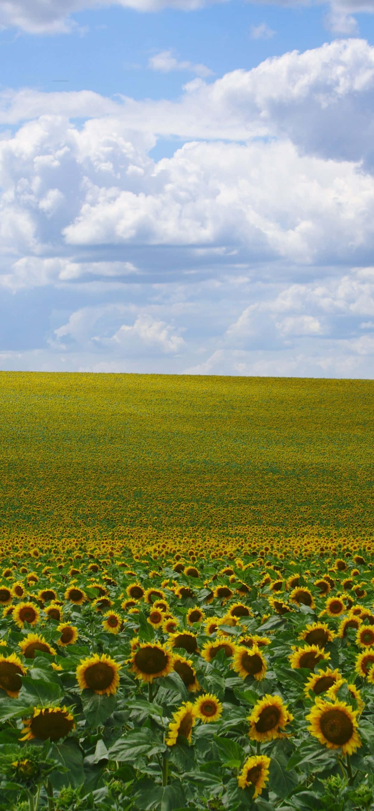 Sunflowers 桌布 壁紙 — 廣闊的向日葵田在明亮的藍天下延伸，天空佈滿蓬鬆的白雲。
